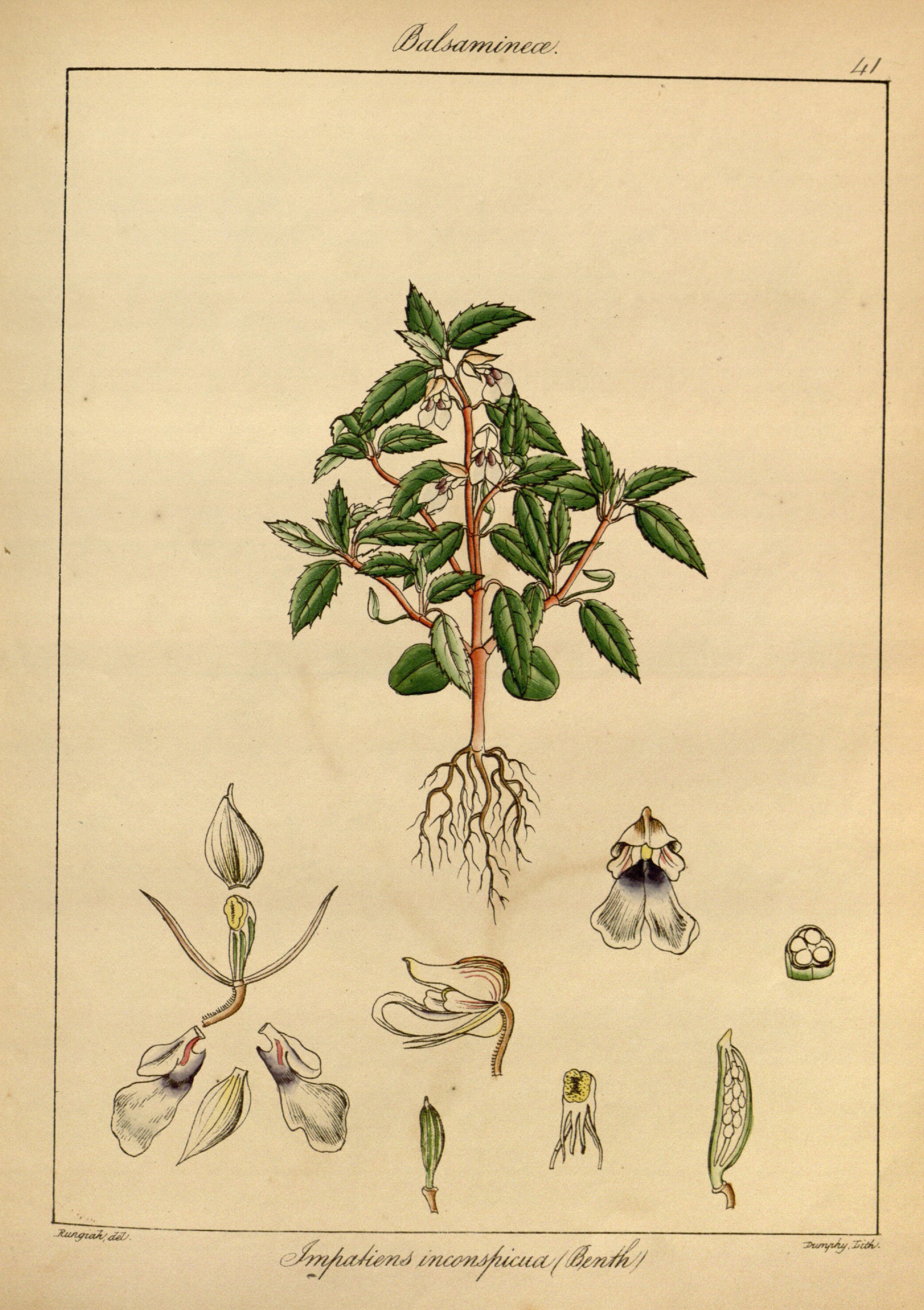 no full size  illustration available (3a)