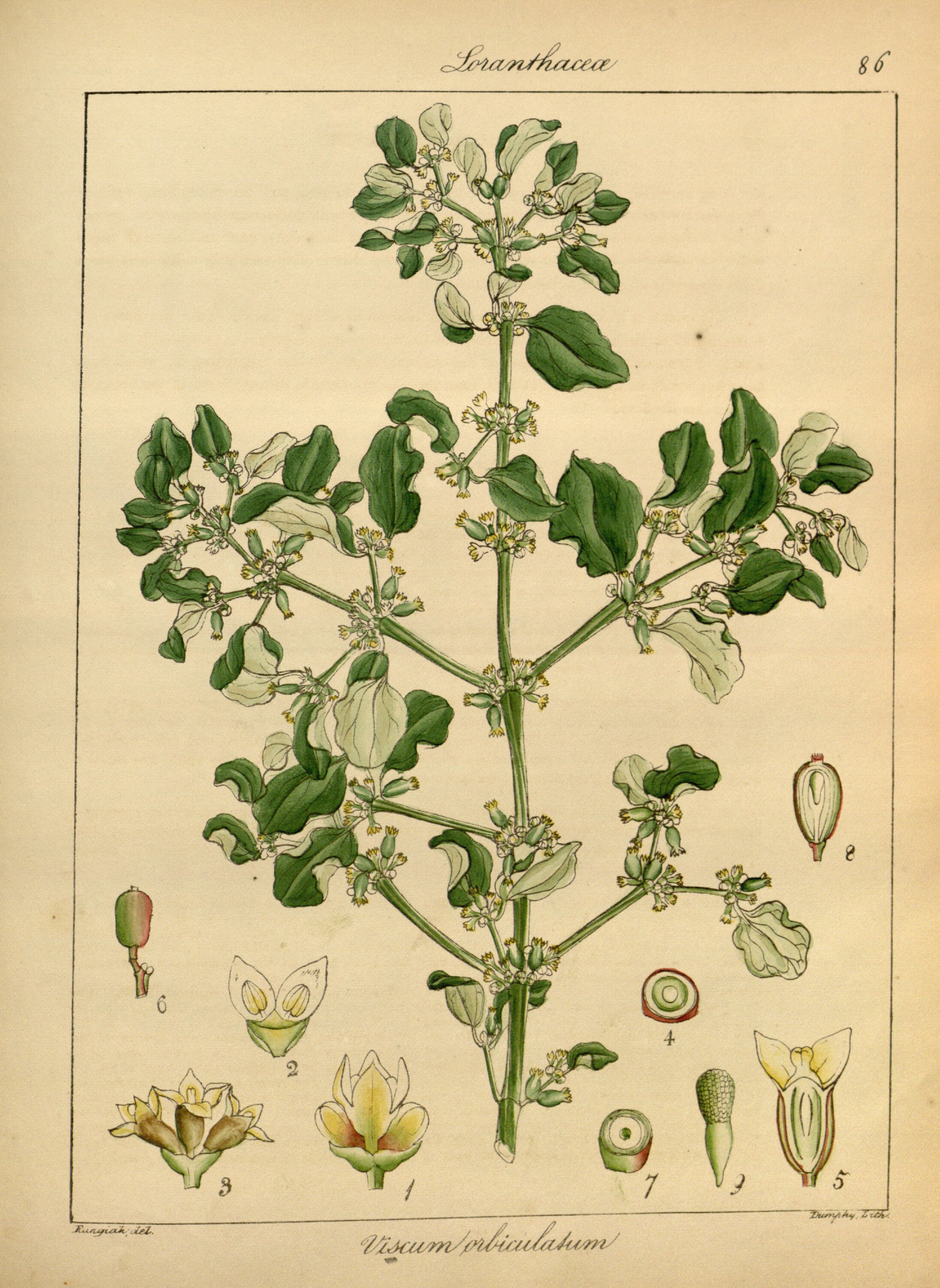 no full size  illustration available (3a)