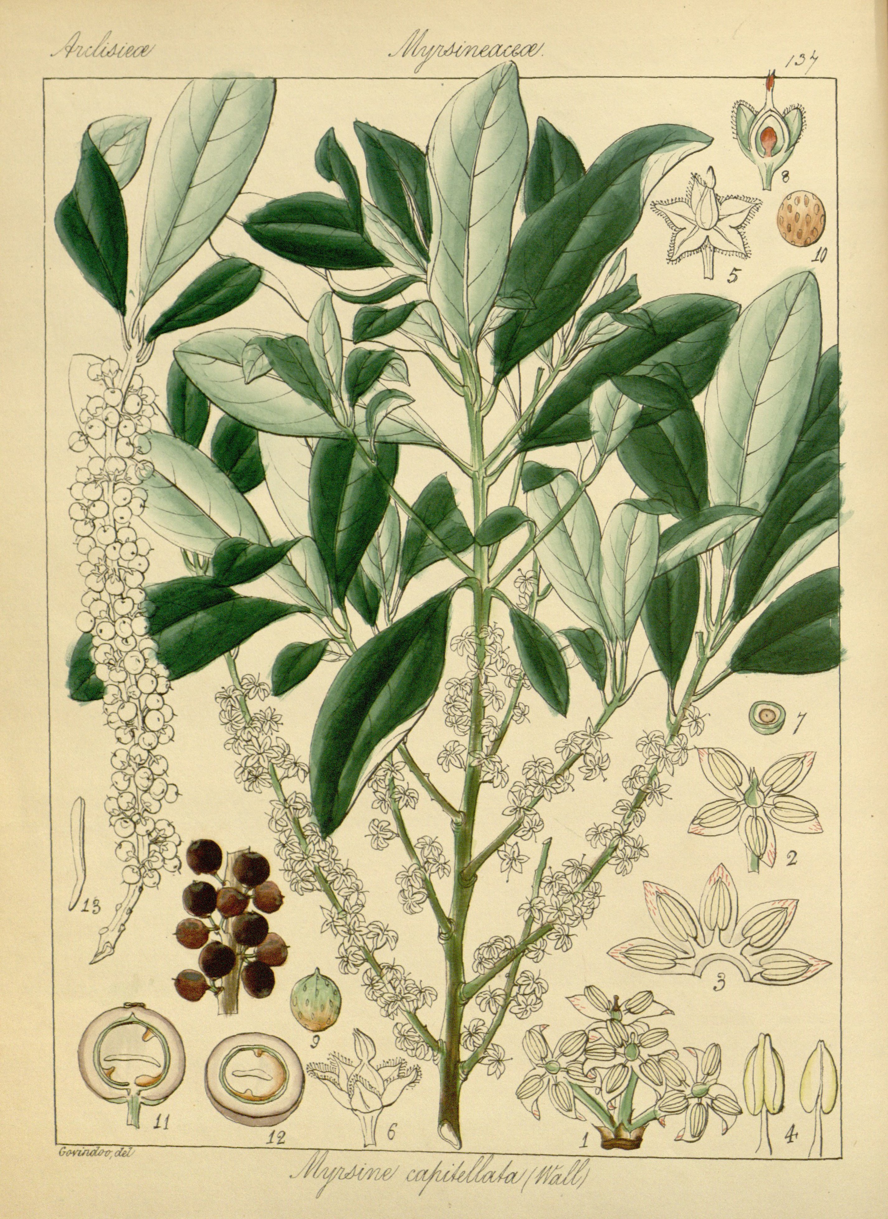 no full size  illustration available (3a)