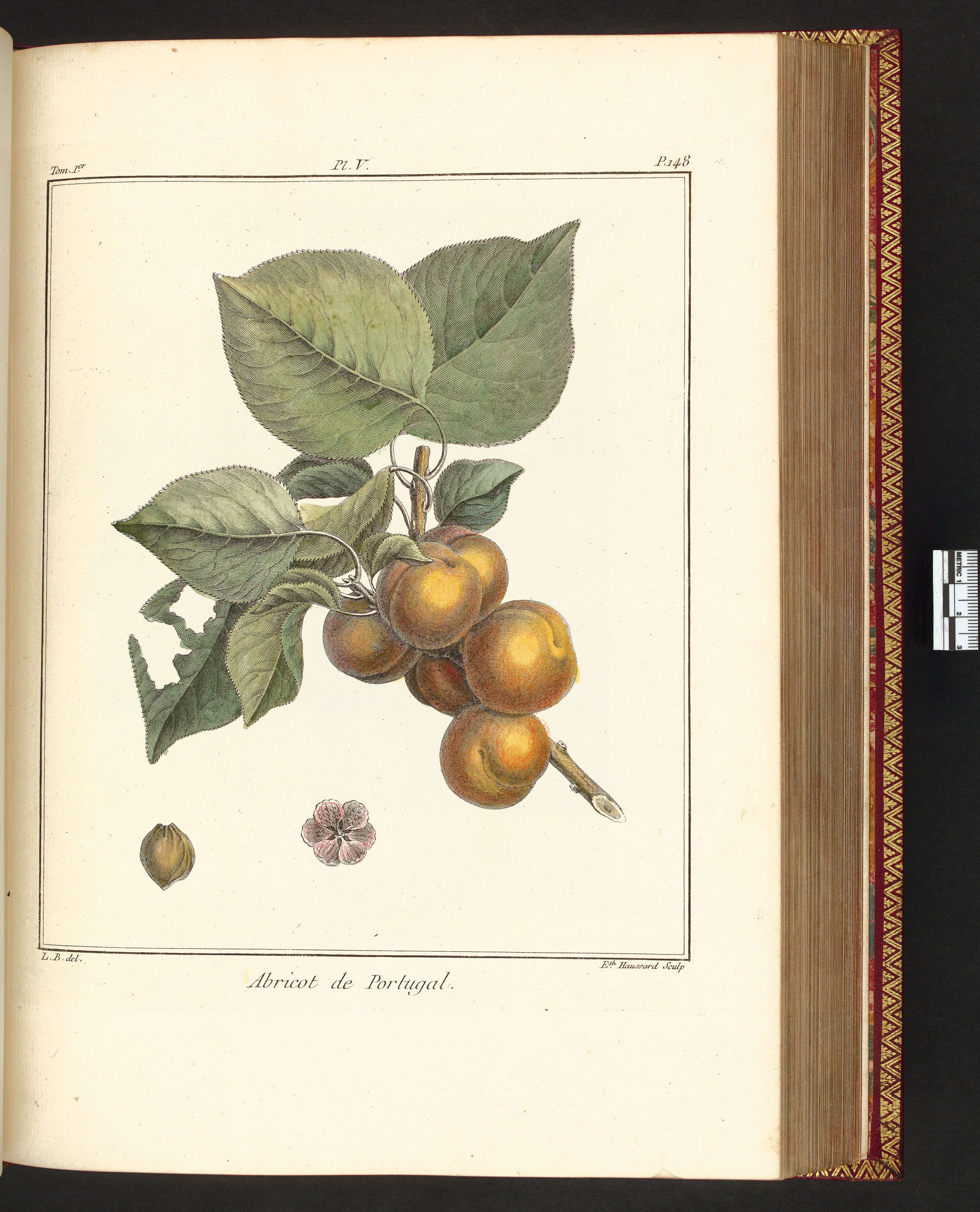 no full size  illustration available (3a)