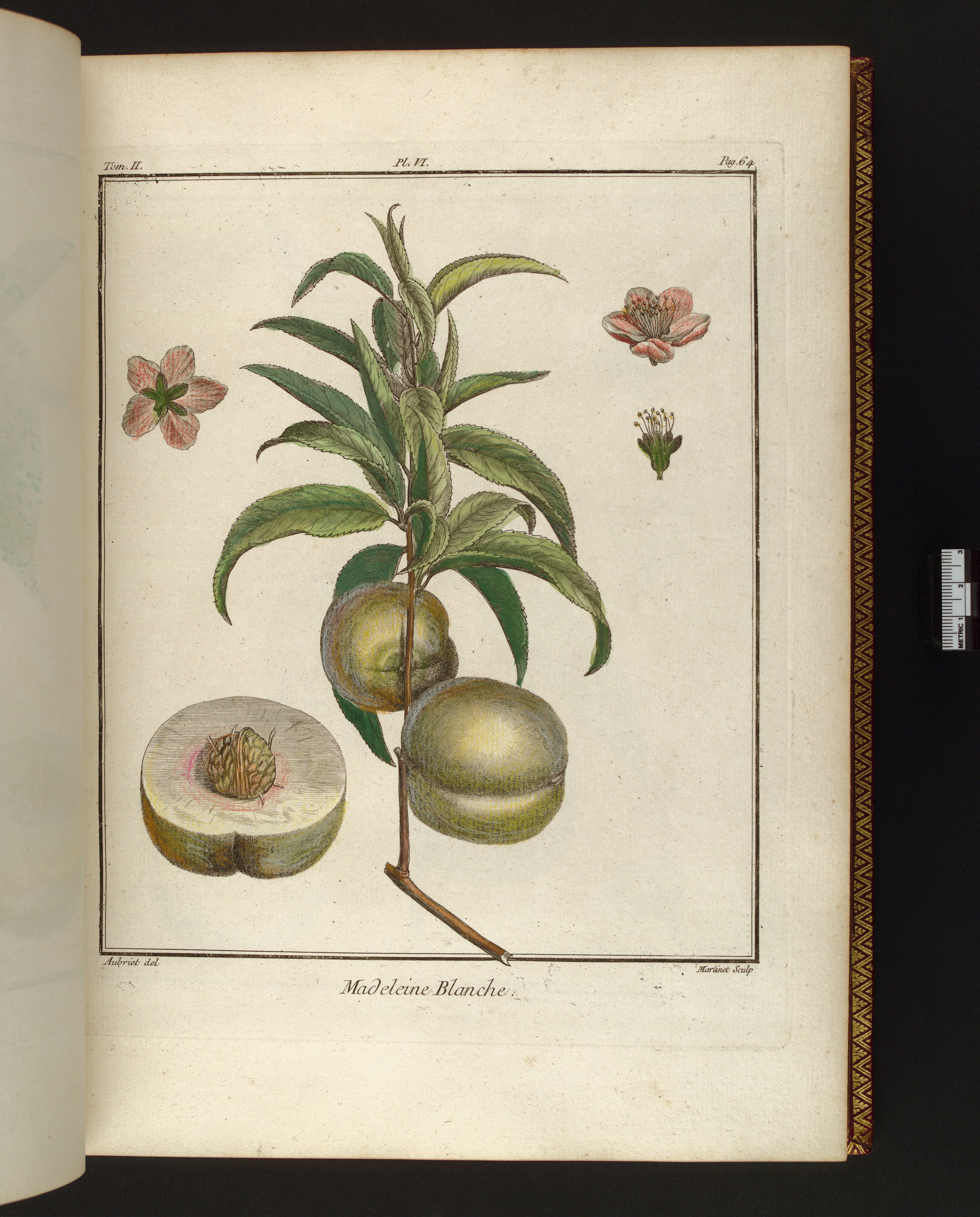 no full size  illustration available (3a)