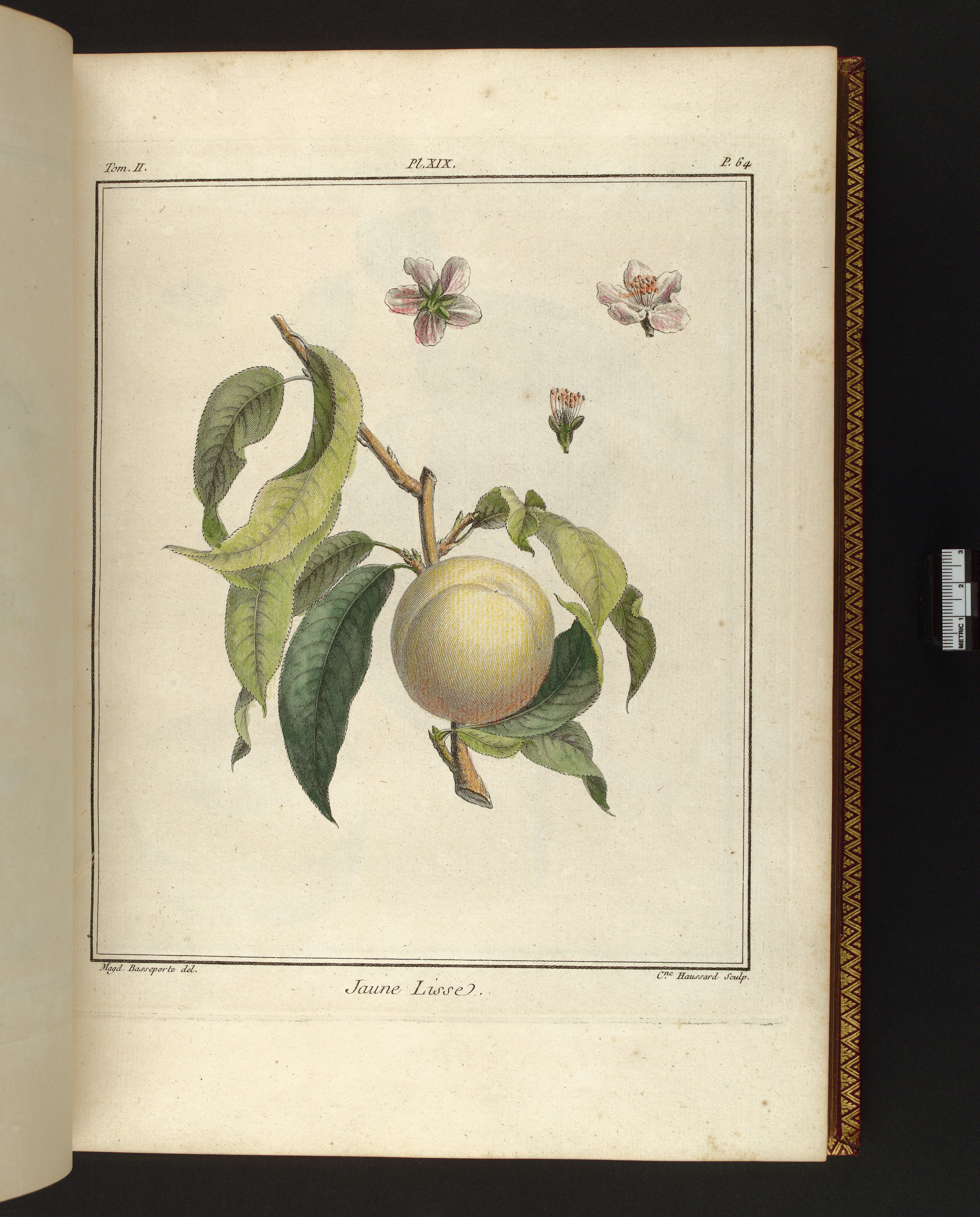 no full size  illustration available (3a)