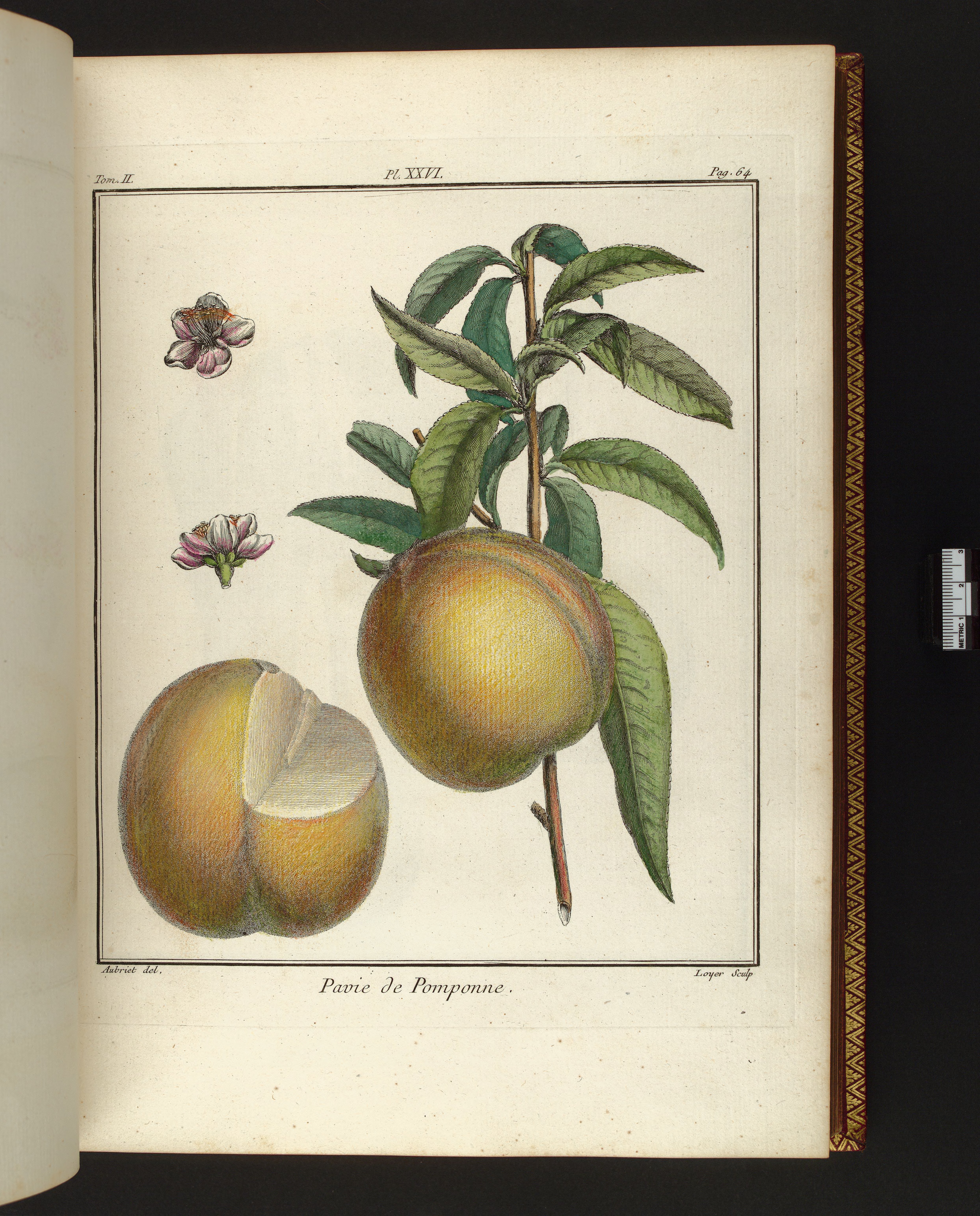 no full size  illustration available (3a)