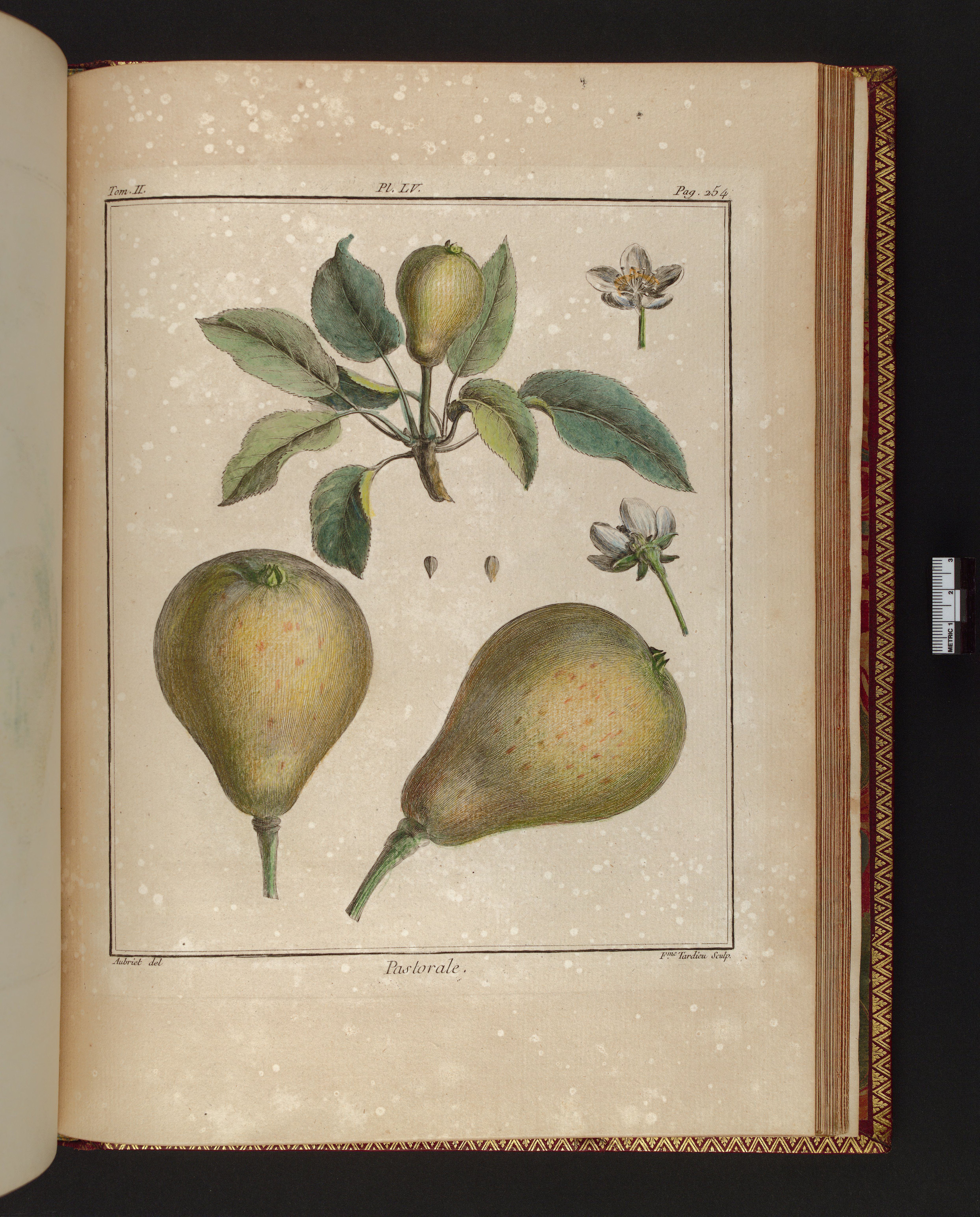 no full size  illustration available (3a)