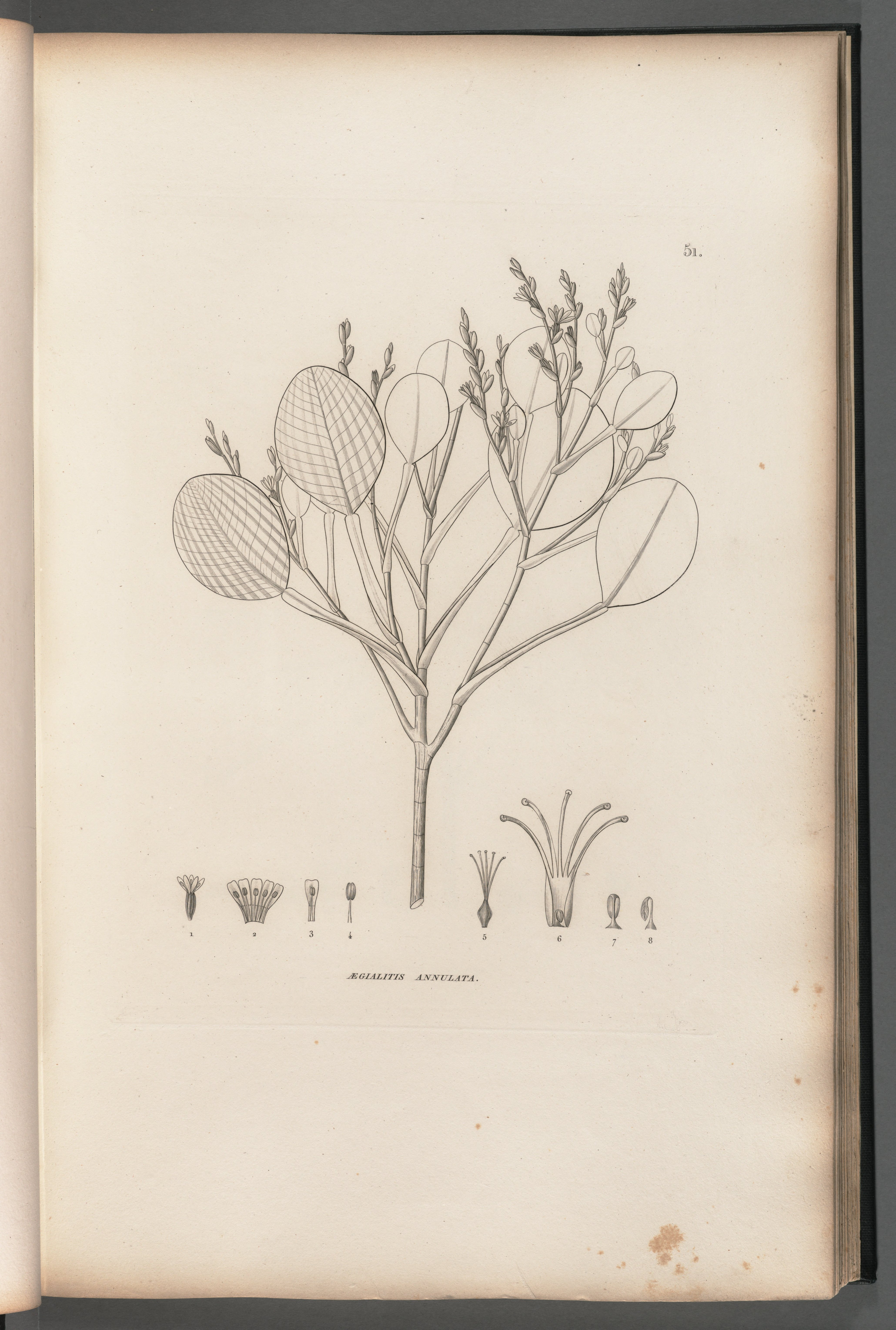 no full size  illustration available (3a)