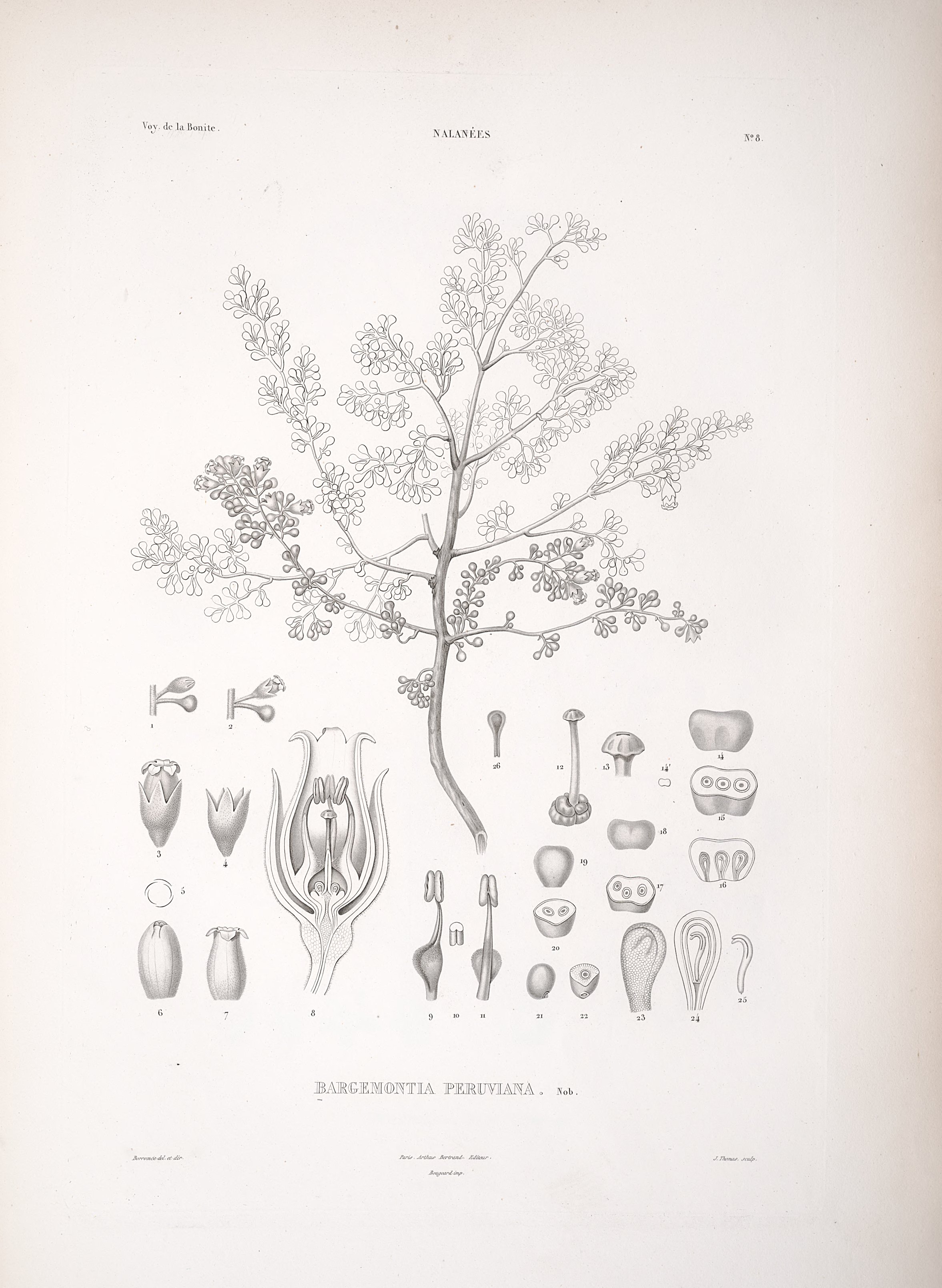 no full size  illustration available (3a)