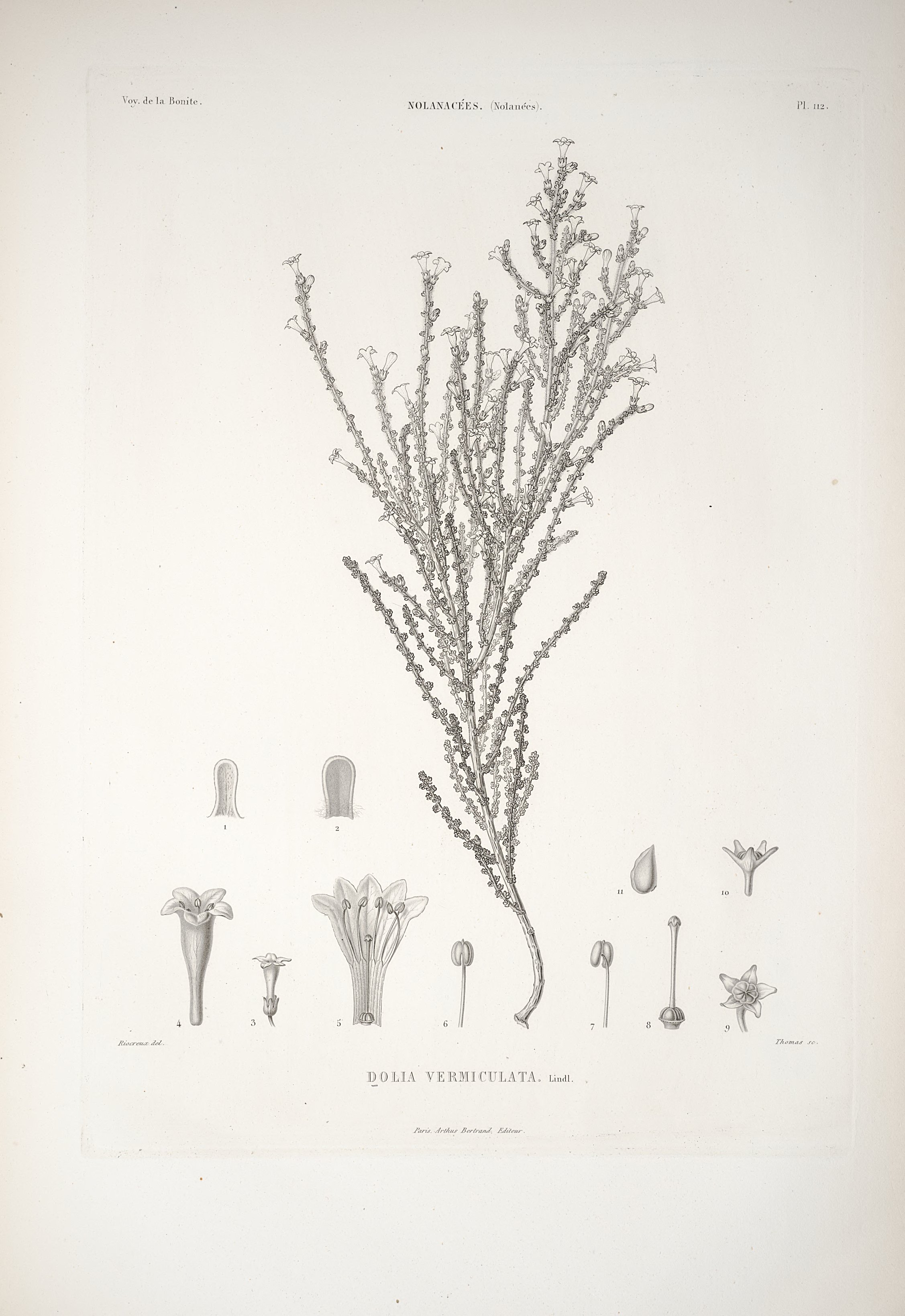 no full size  illustration available (3a)