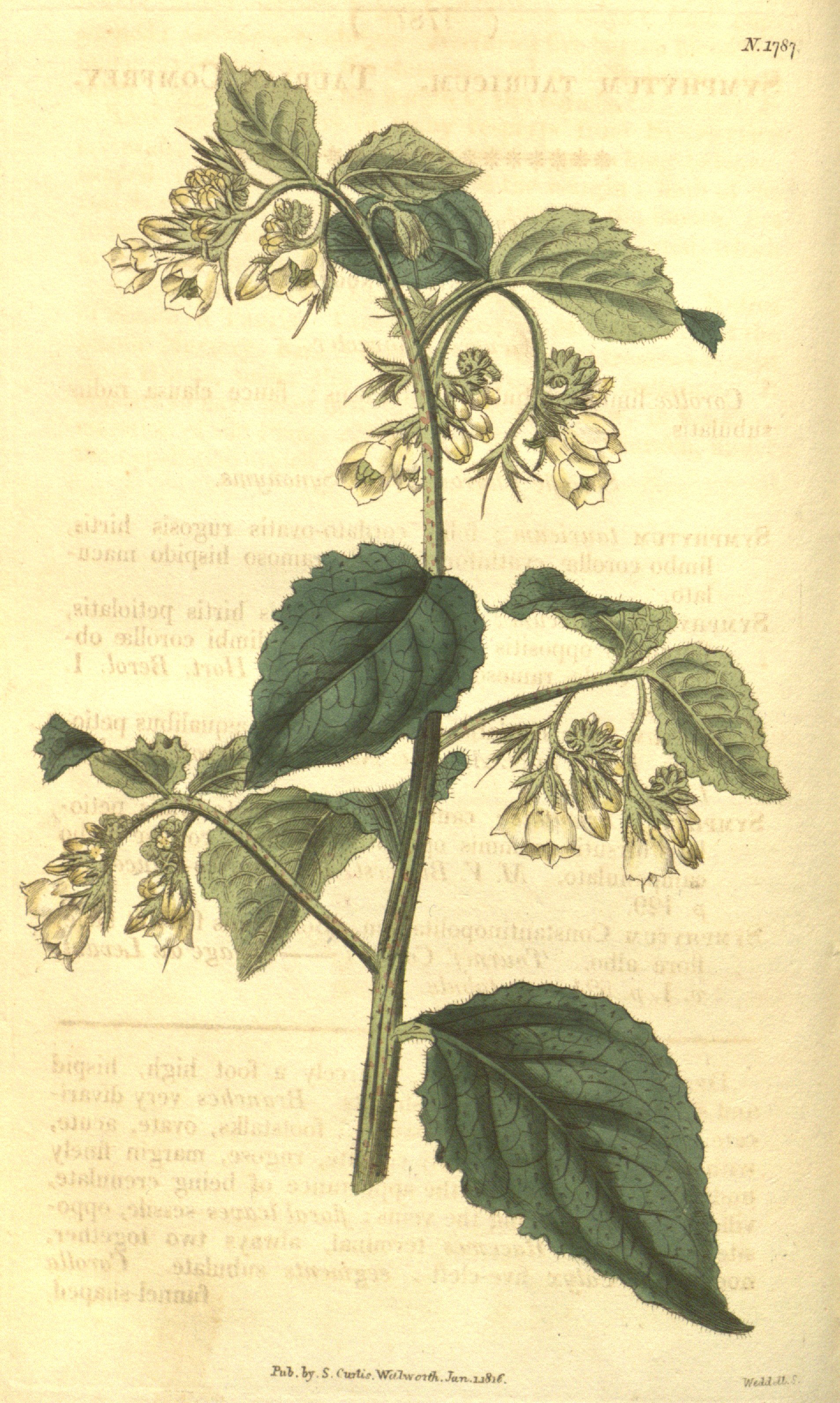 no full size  illustration available (3a)