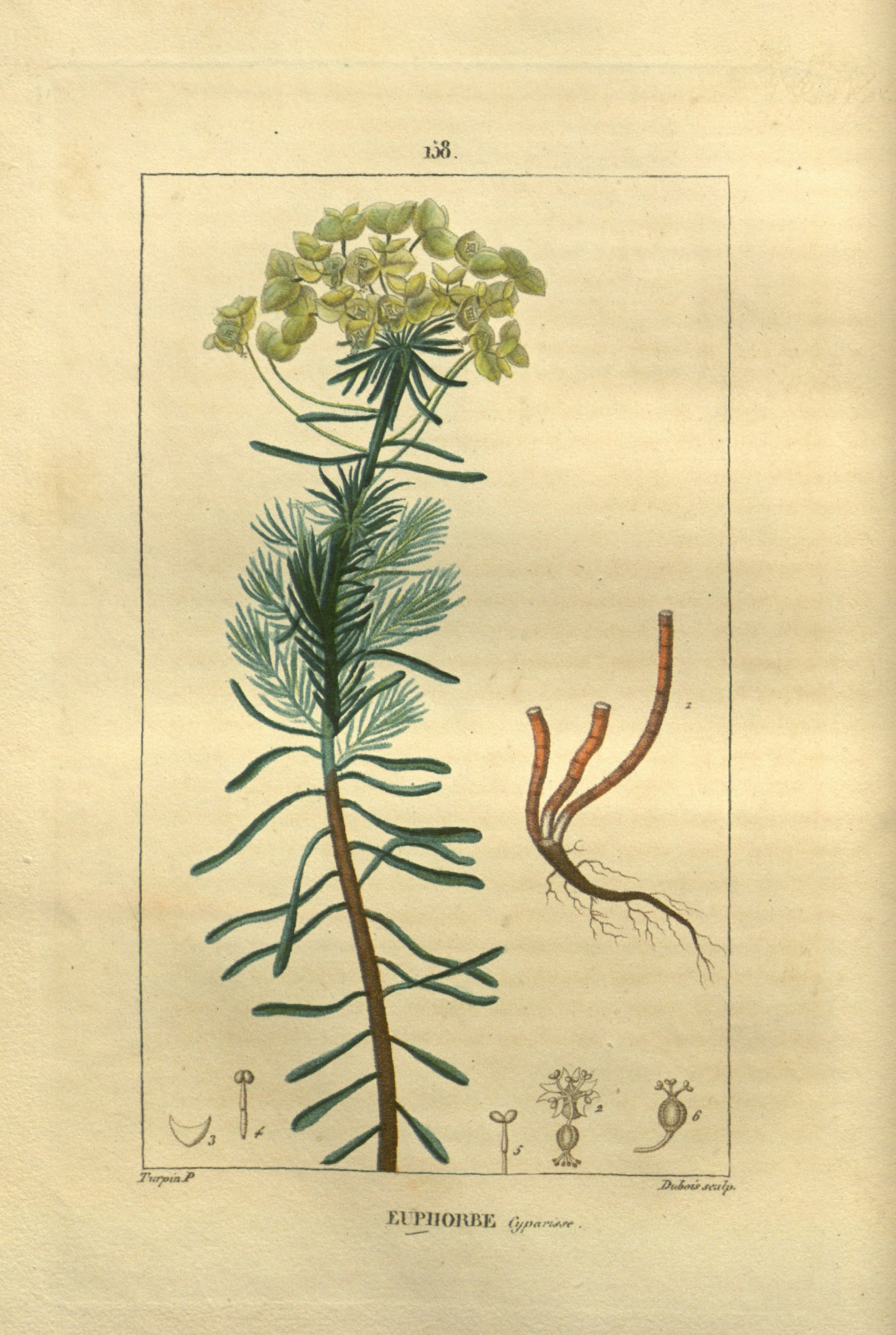 no full size  illustration available (3a)