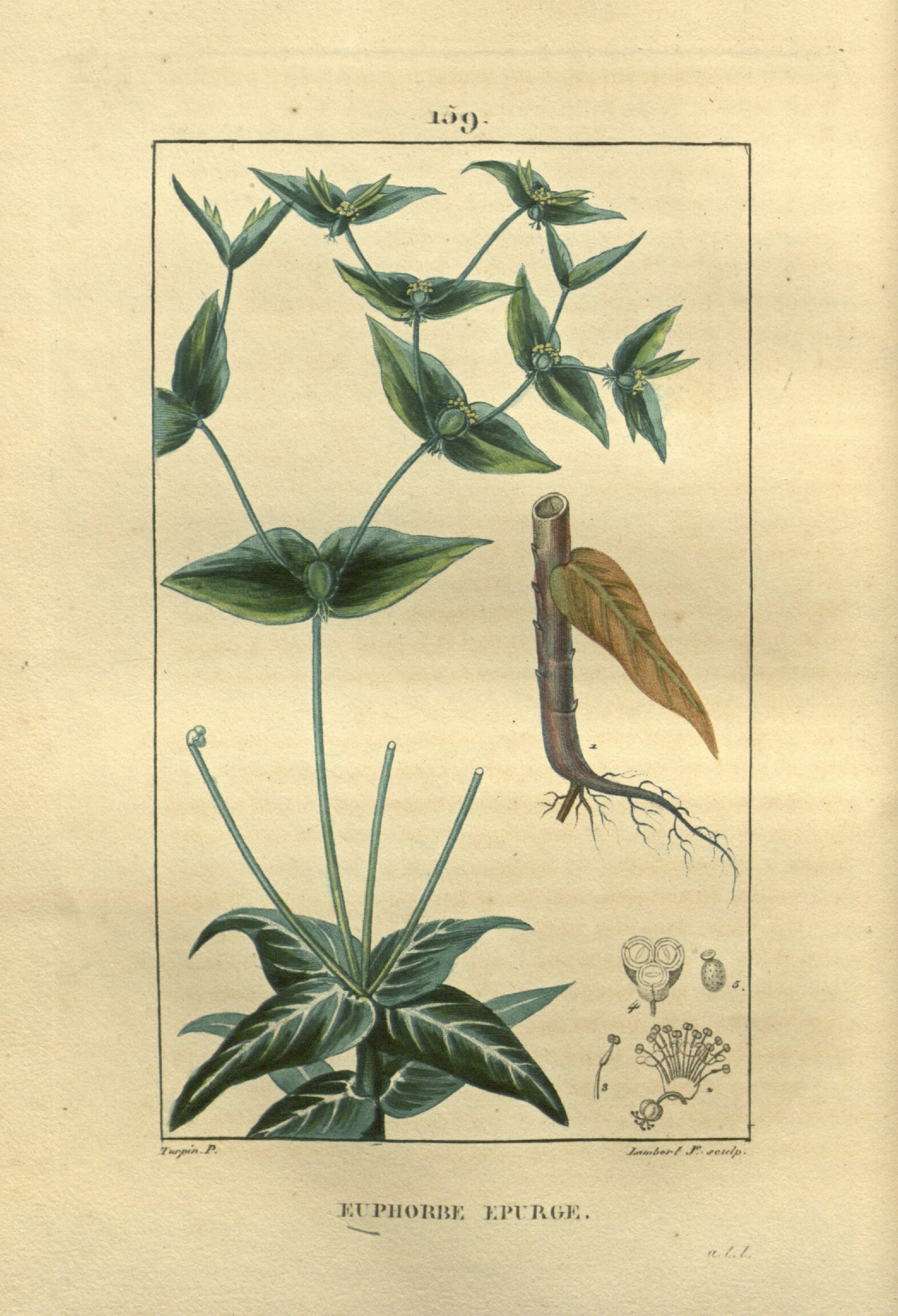 no full size  illustration available (3a)