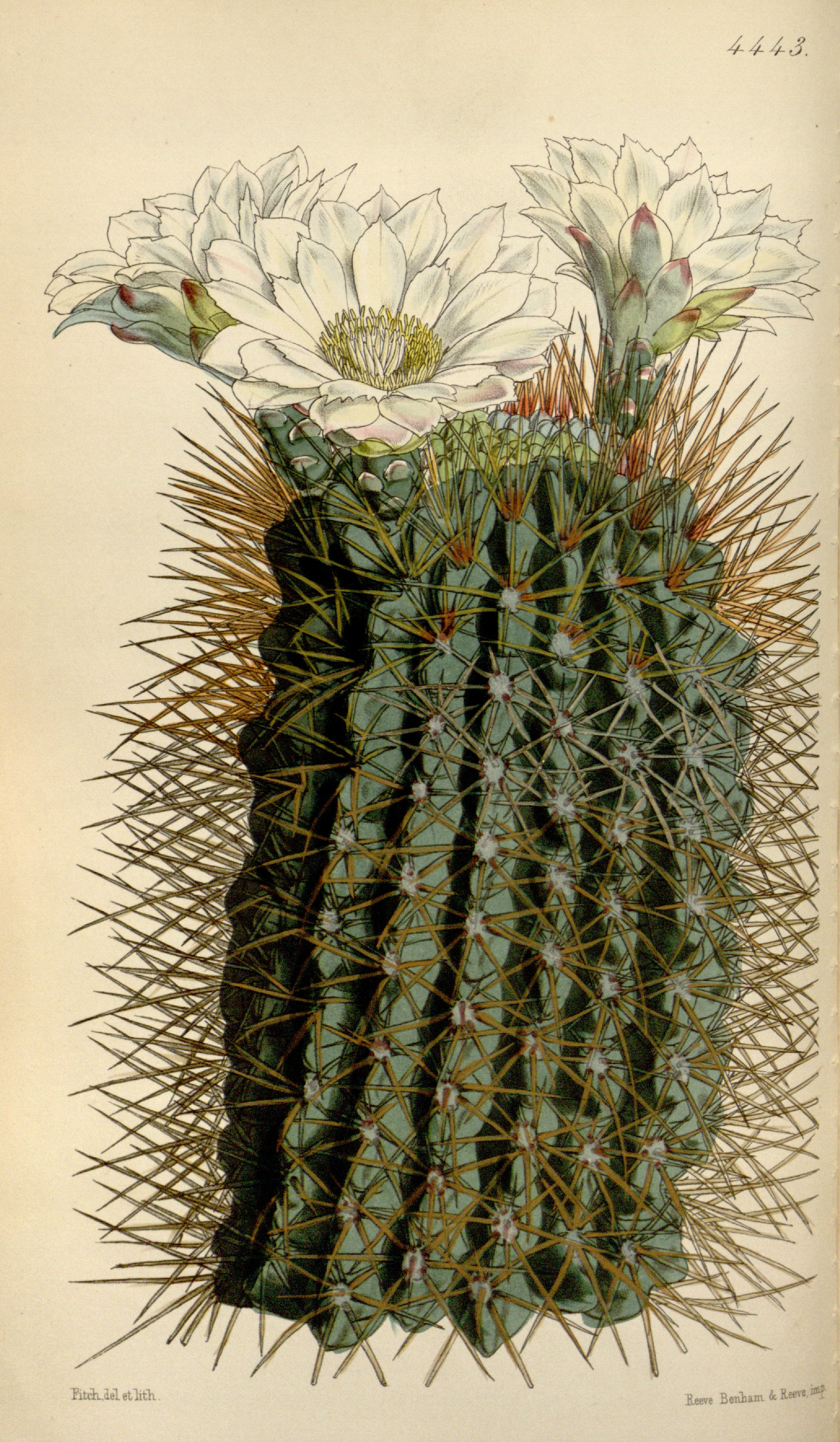 no full size  illustration available (3a)