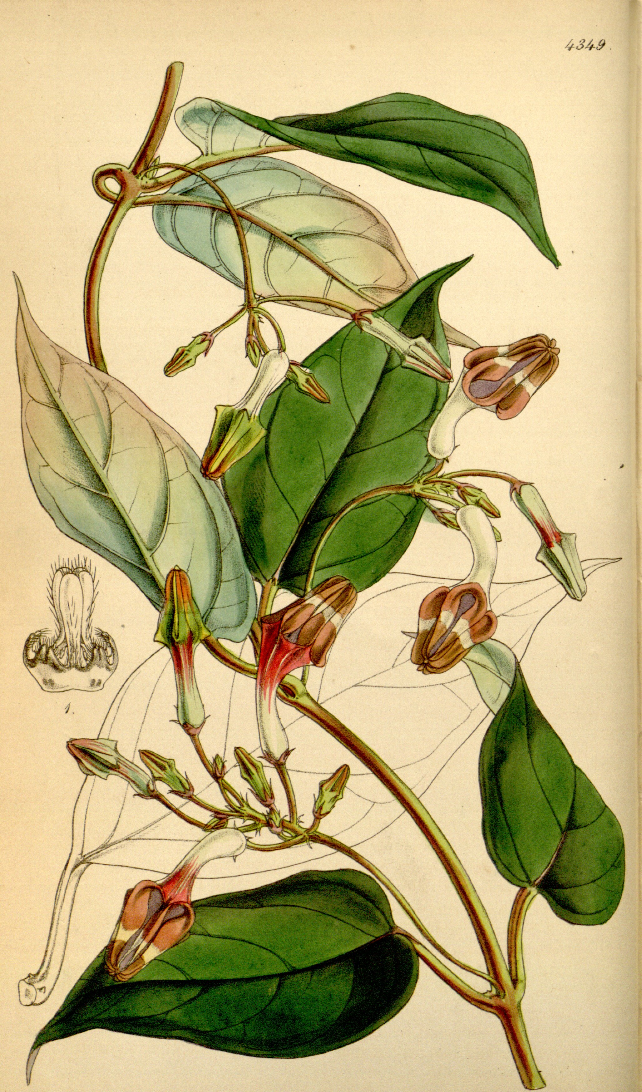 no full size  illustration available (3a)