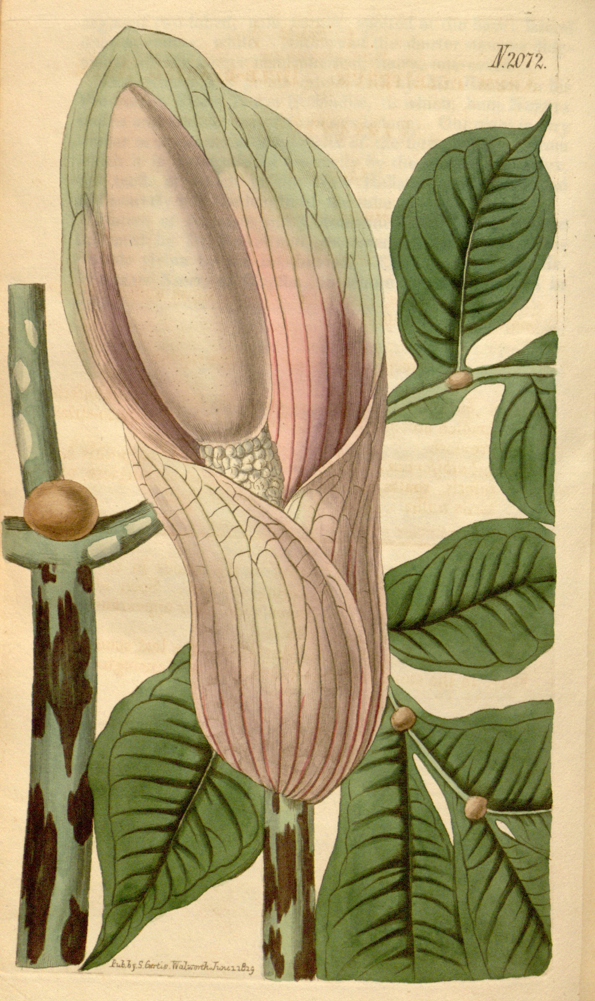 no full size  illustration available (3a)