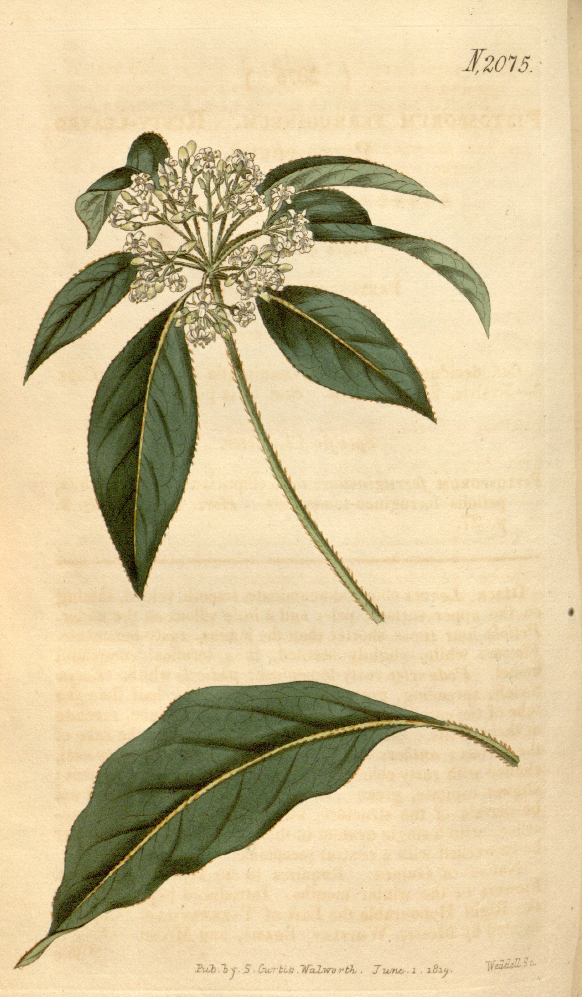 no full size  illustration available (3a)