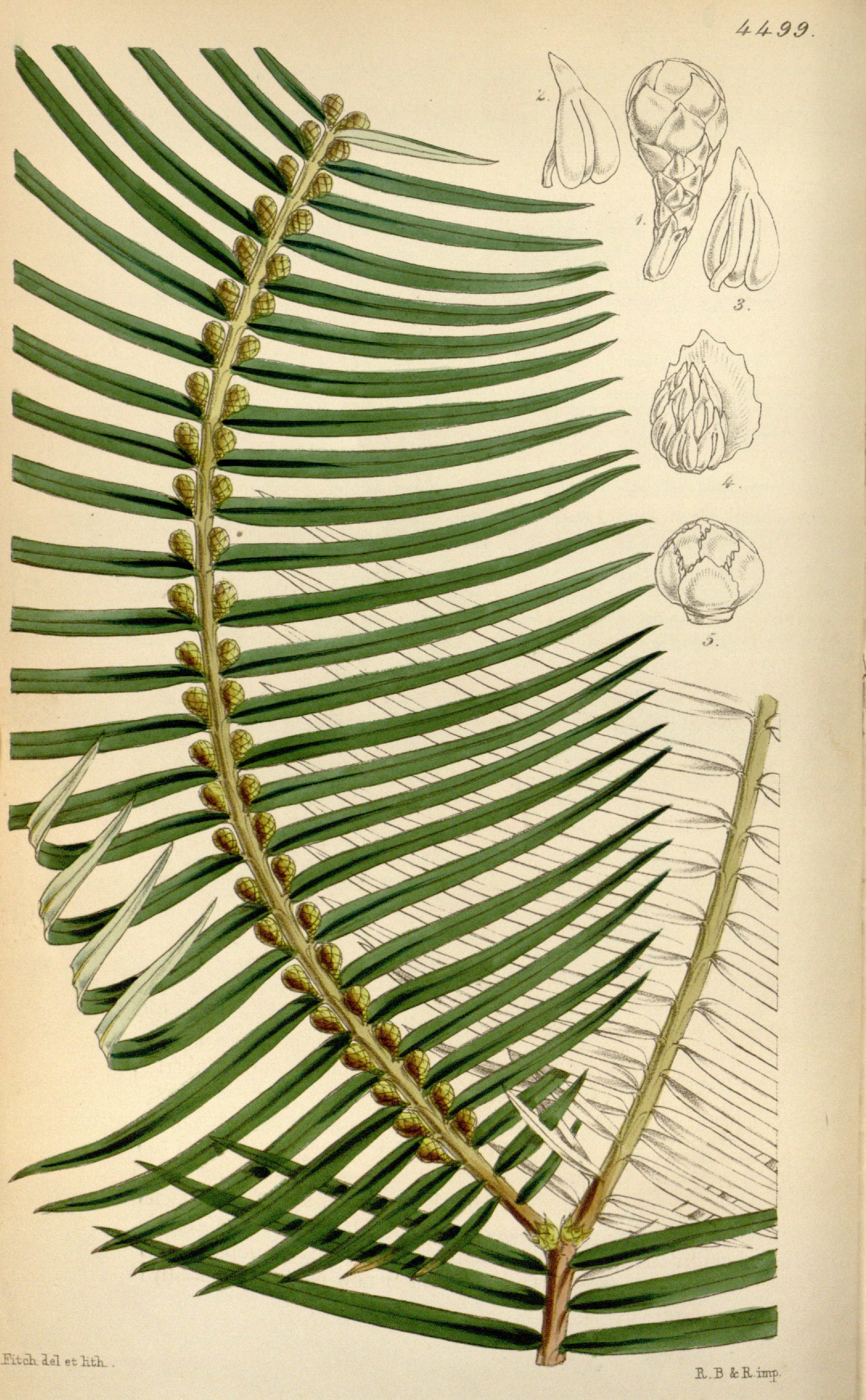 no full size  illustration available (3a)