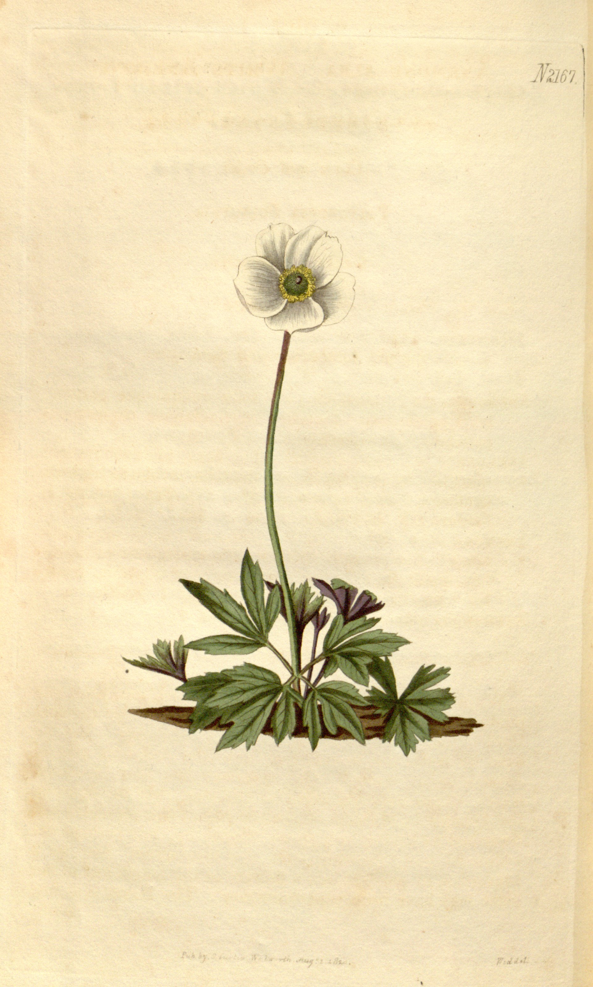 no full size  illustration available (3a)