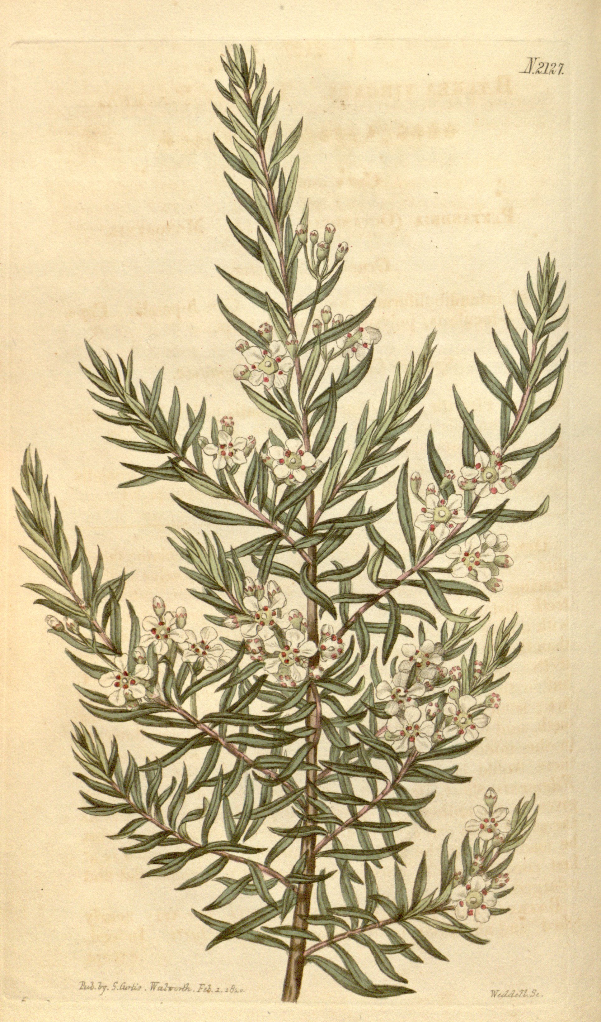 no full size  illustration available (3a)