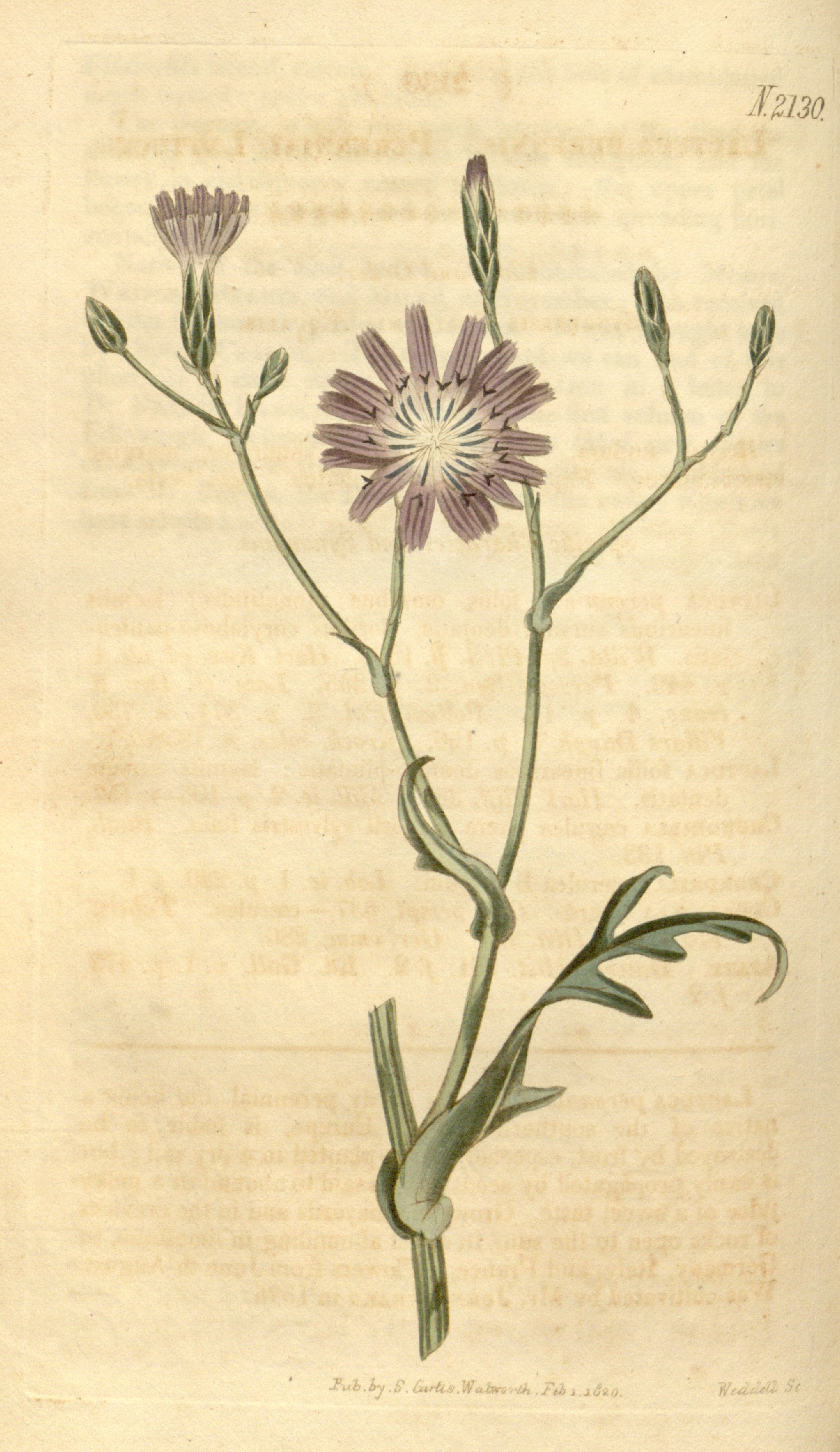 no full size  illustration available (3a)