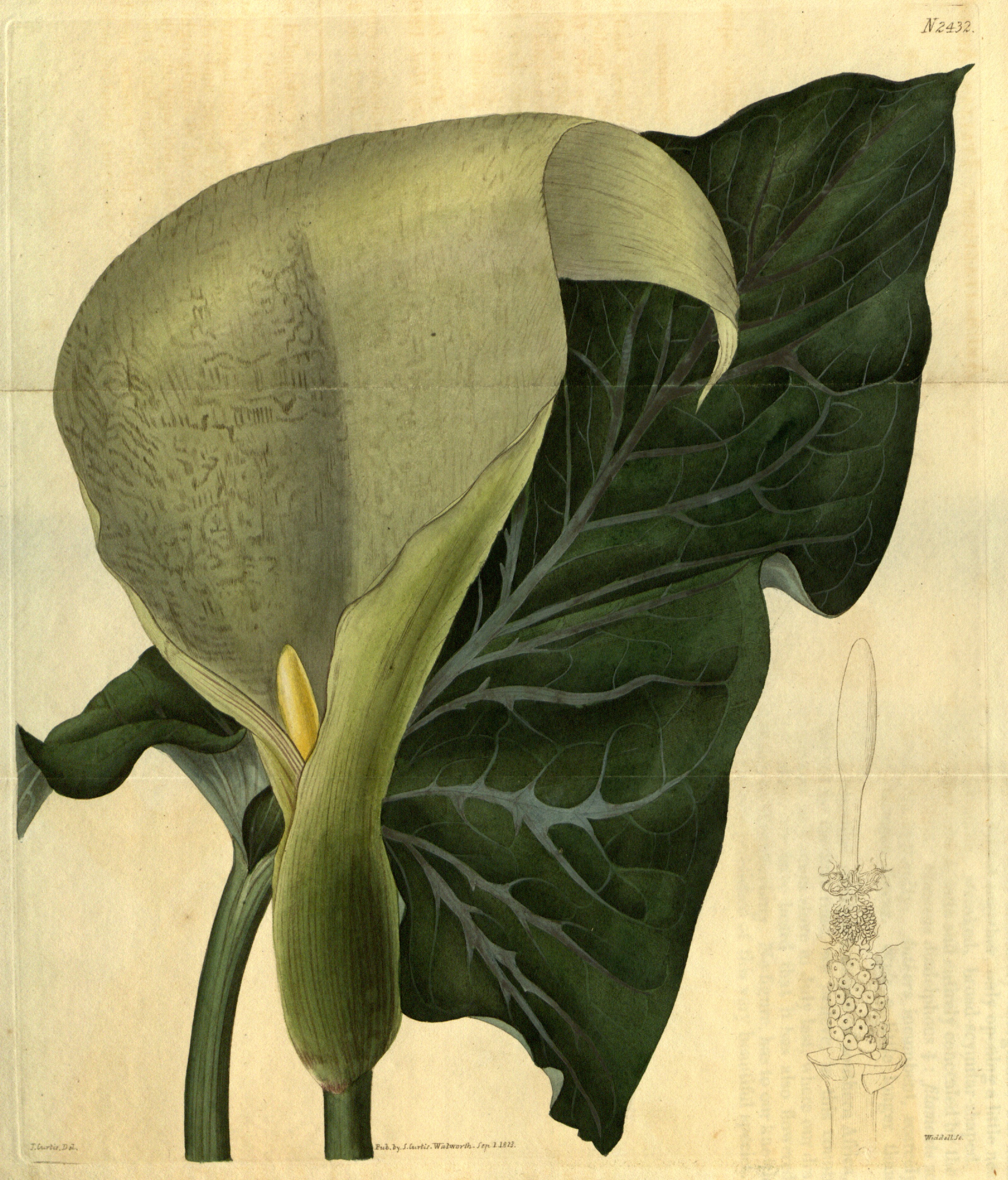 no full size  illustration available (3a)