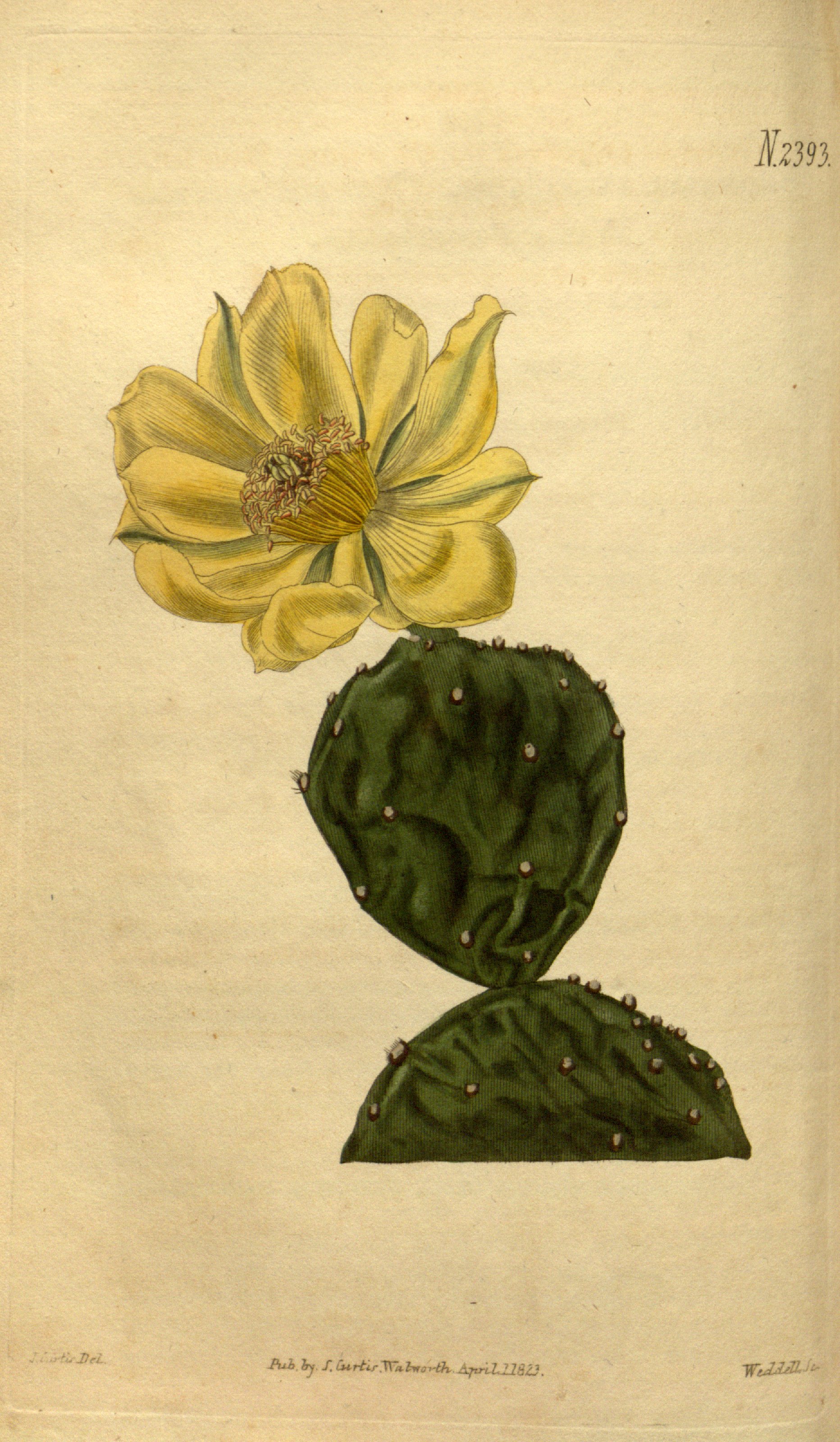 no full size  illustration available (3a)