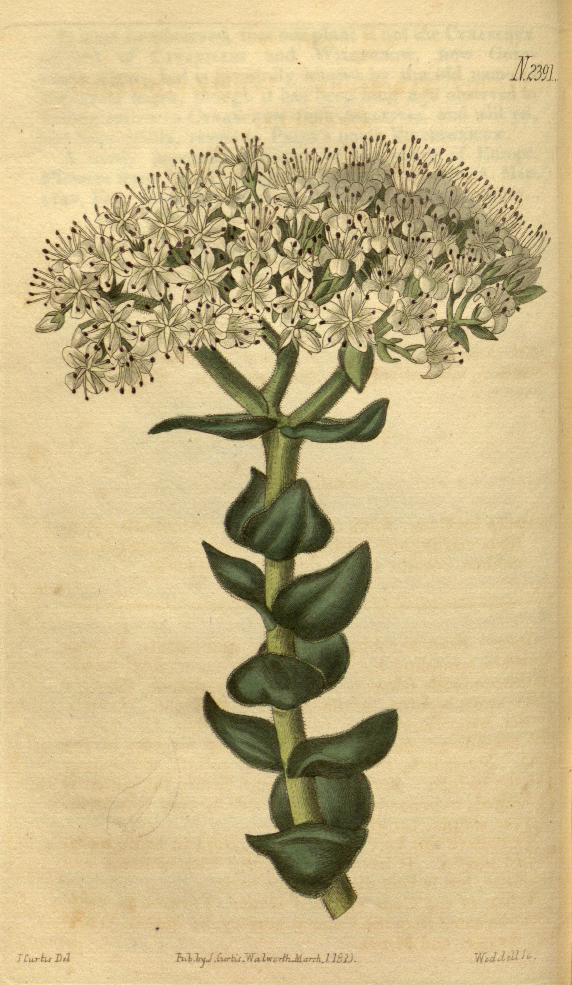 no full size  illustration available (3a)