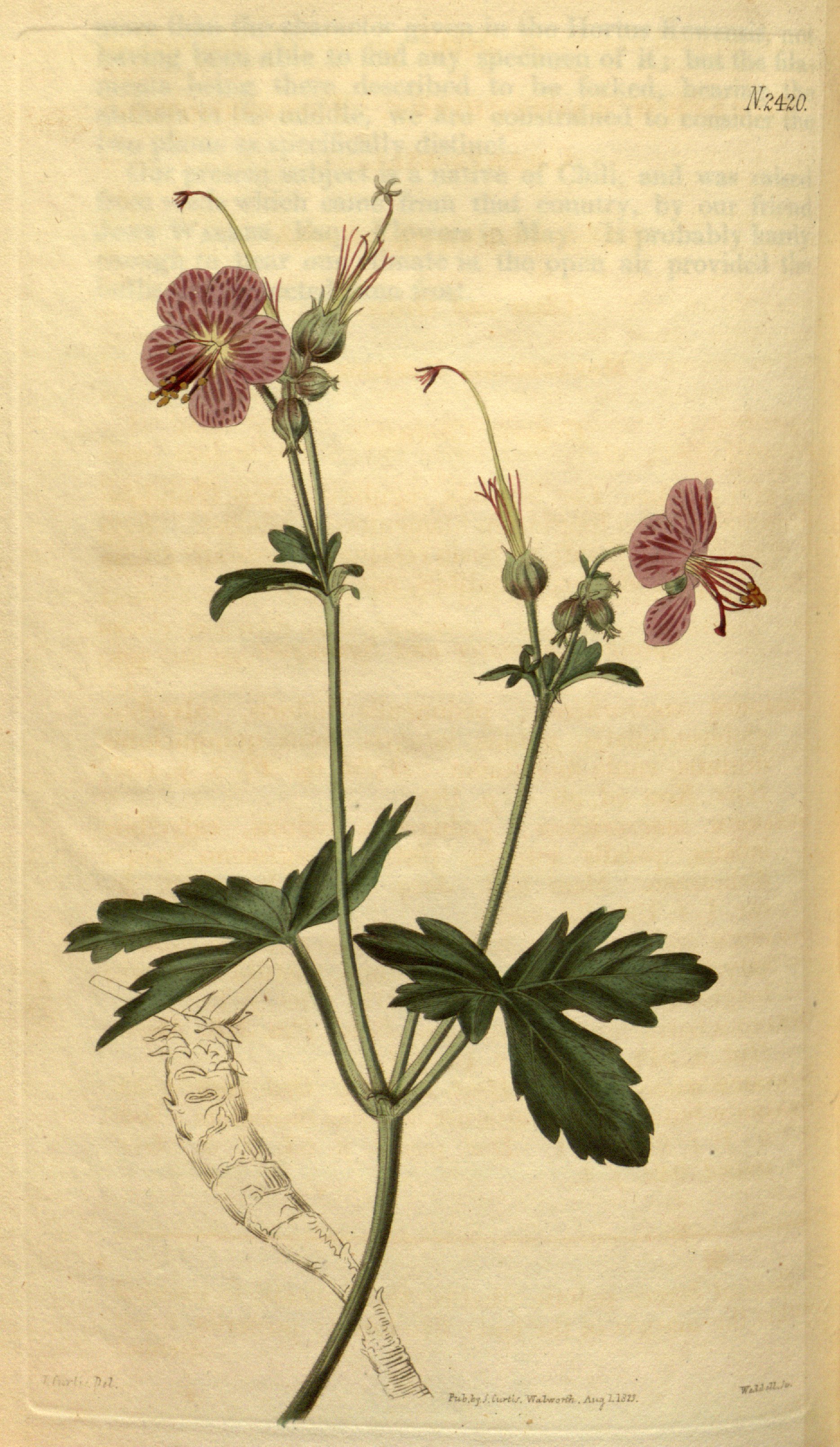 no full size  illustration available (3a)