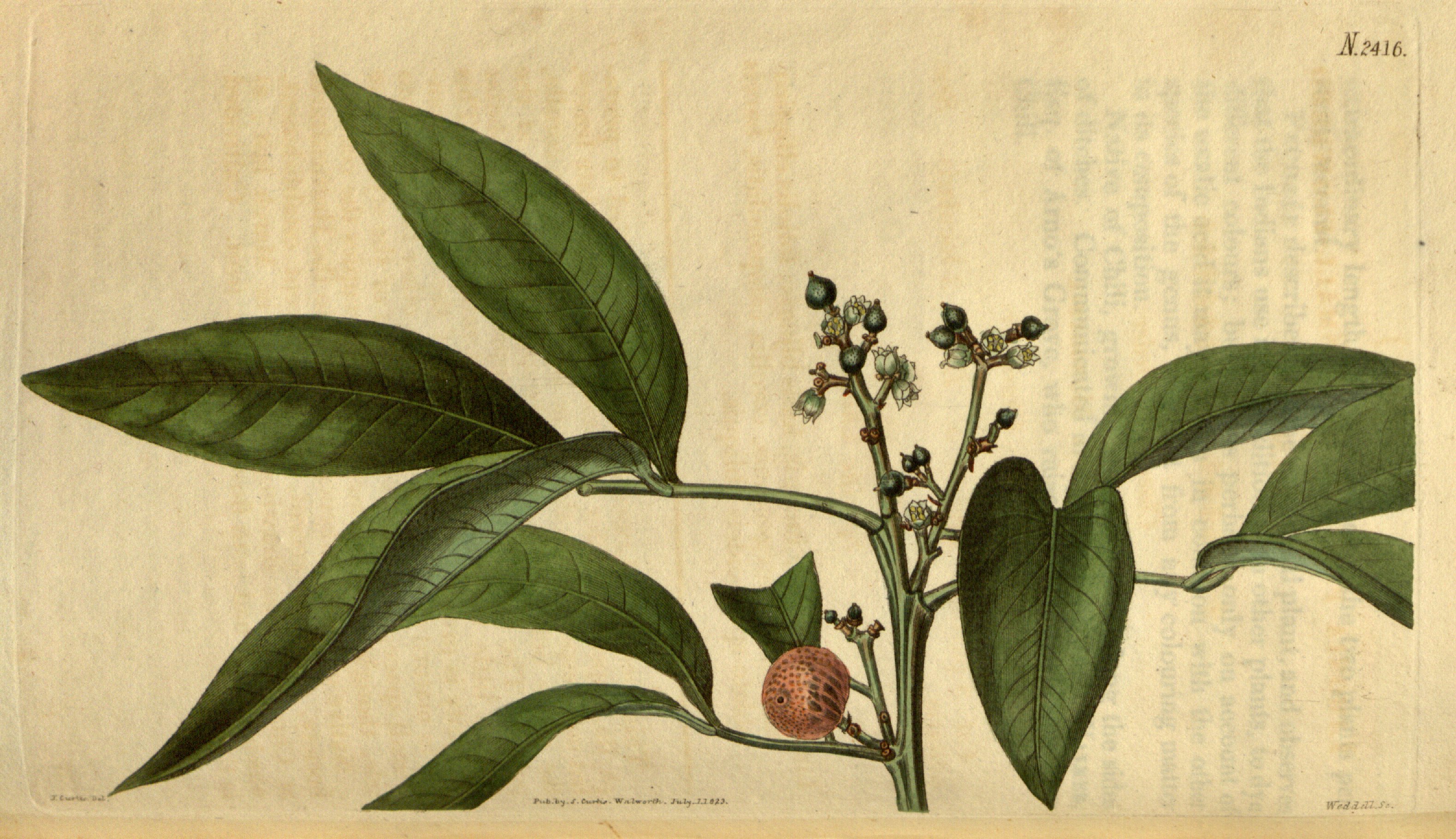 no full size  illustration available (3a)