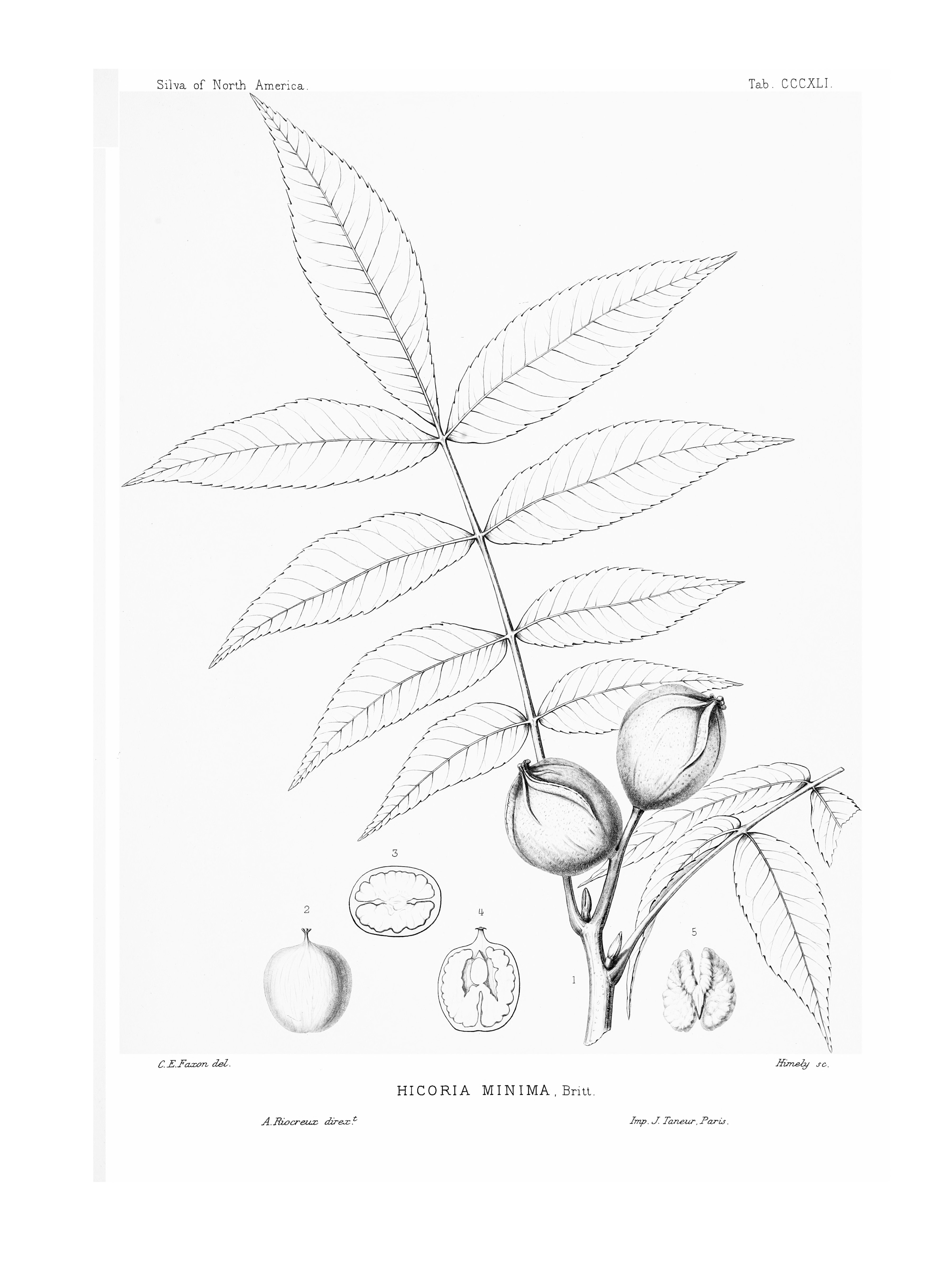 no full size  illustration available (3a)