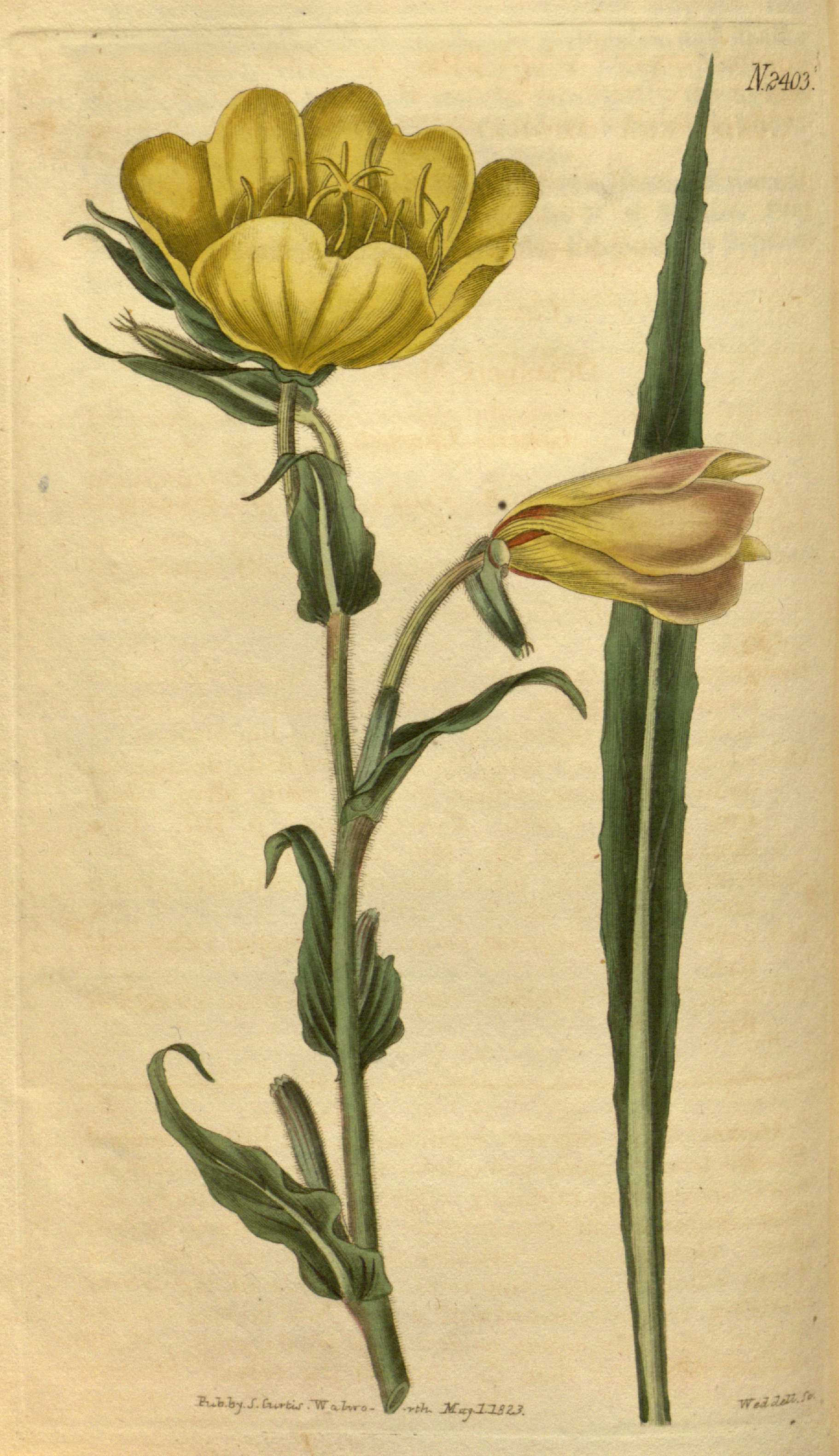 no full size  illustration available (3a)