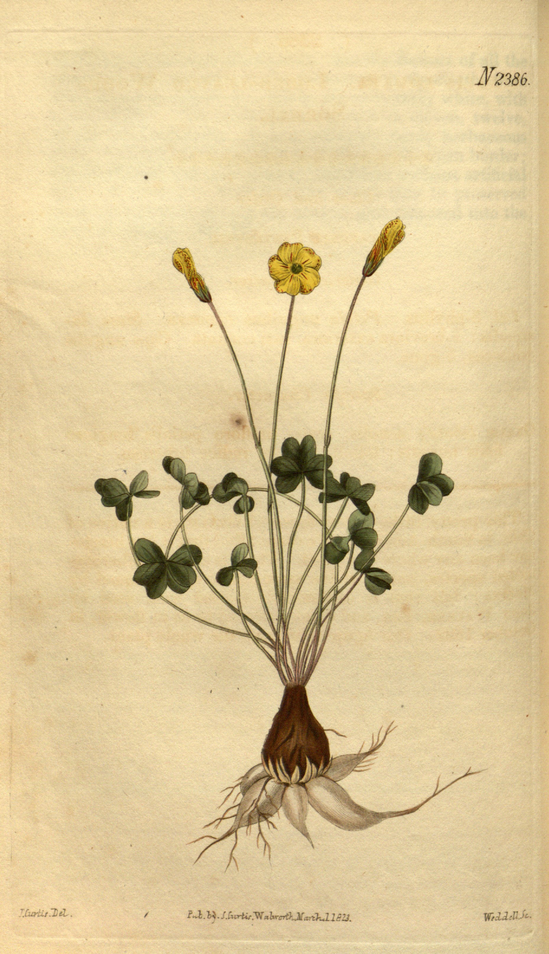 no full size  illustration available (3a)