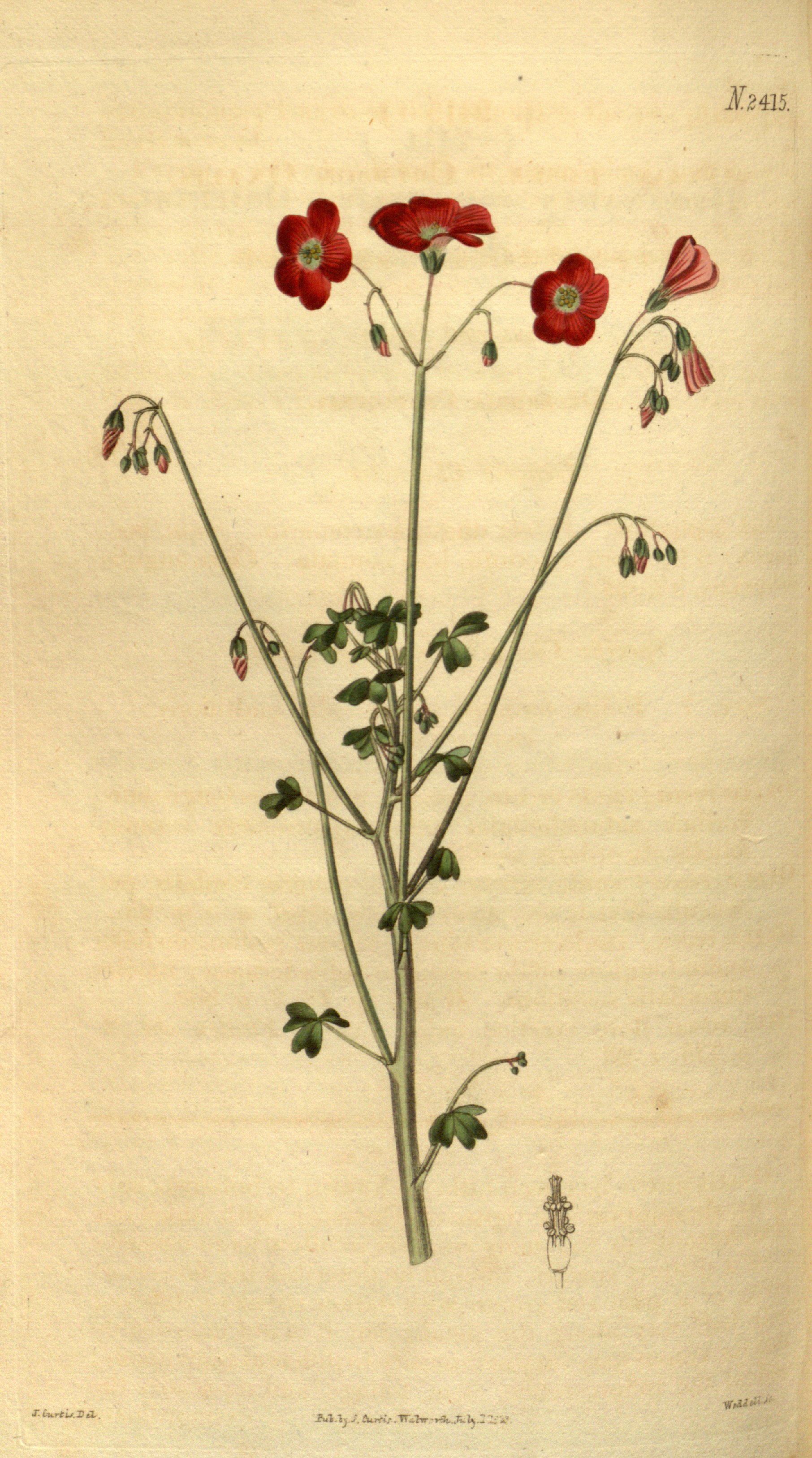 no full size  illustration available (3a)