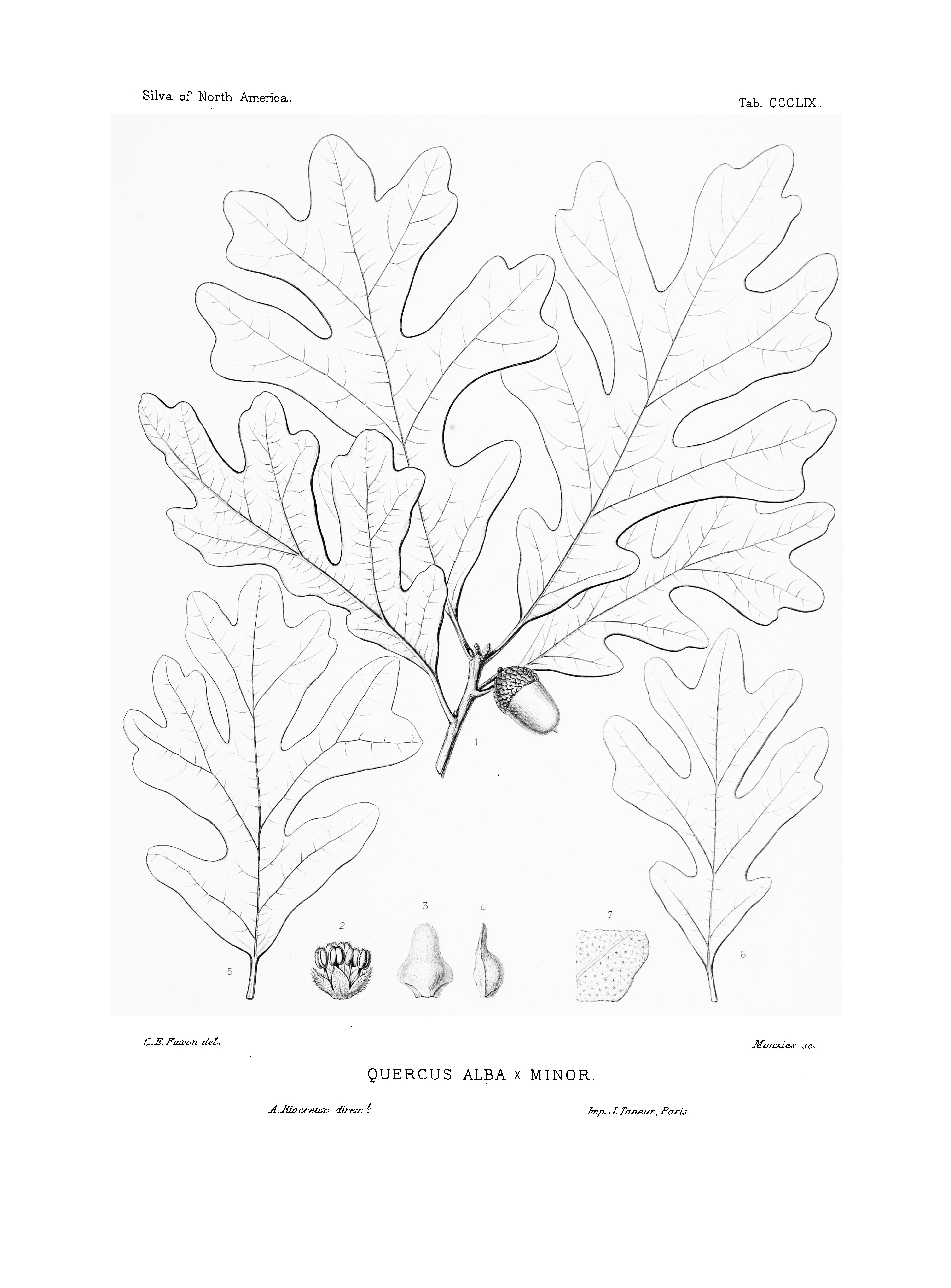 no full size  illustration available (3a)