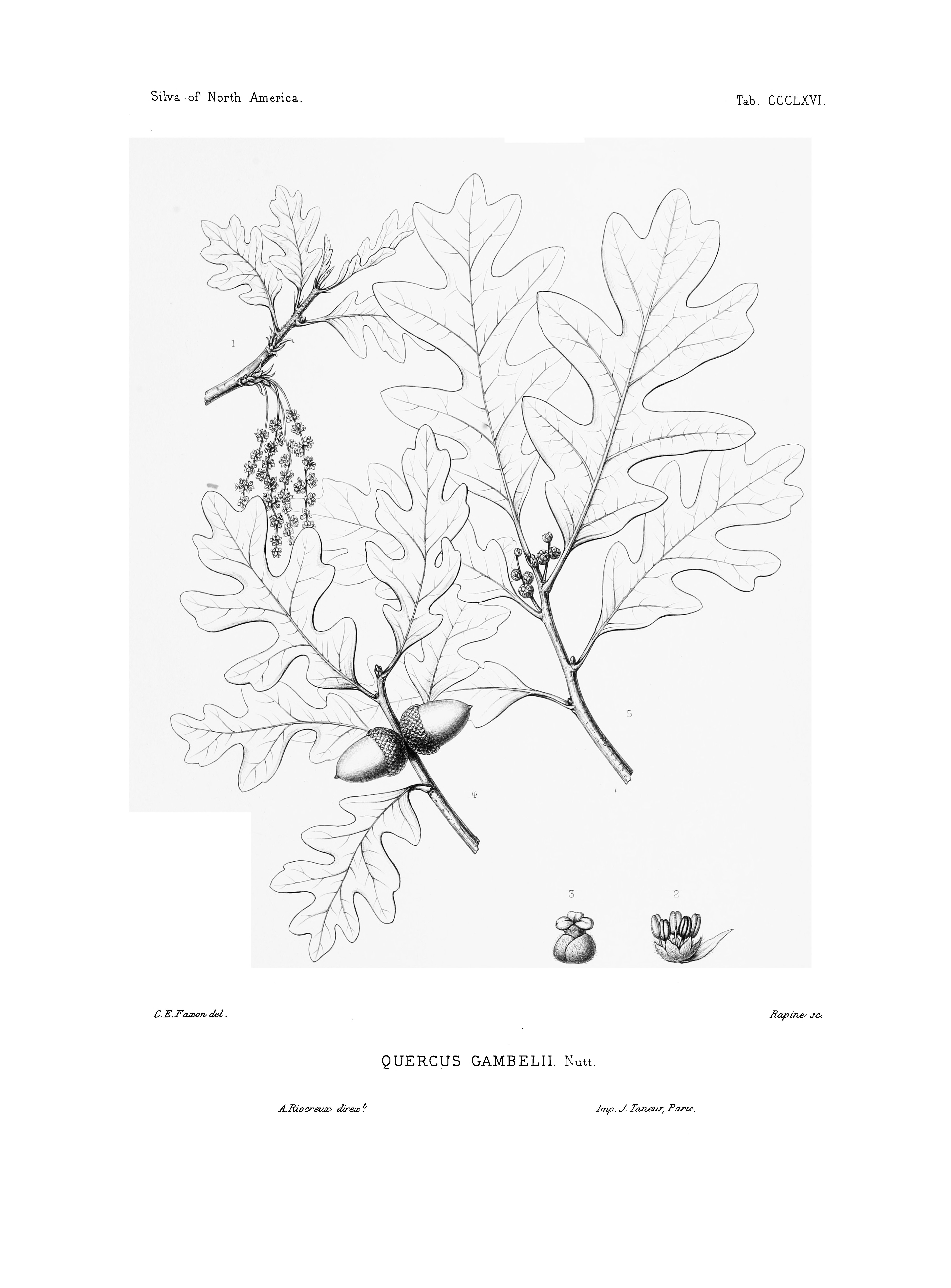 no full size  illustration available (3a)