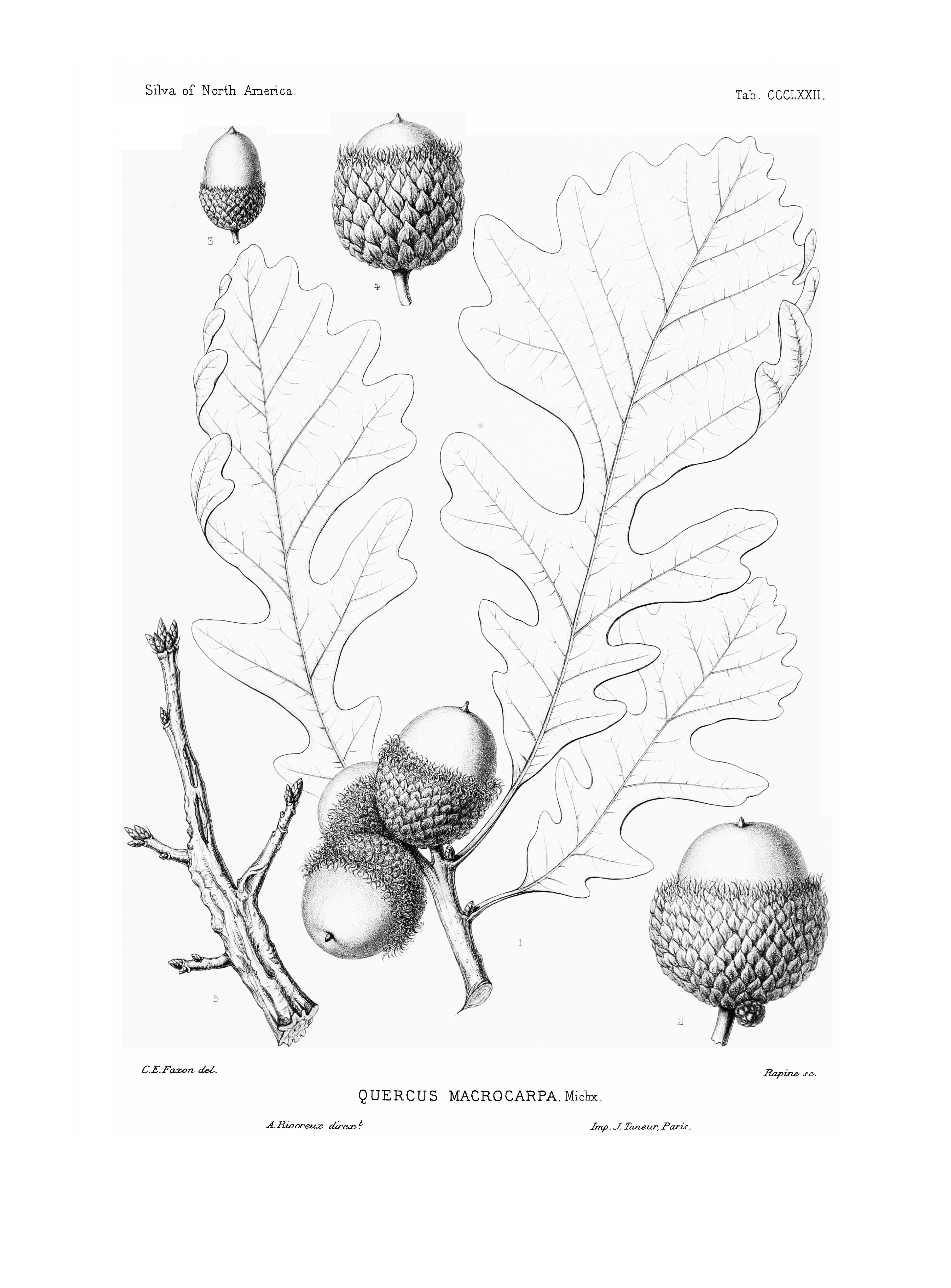 no full size  illustration available (3a)