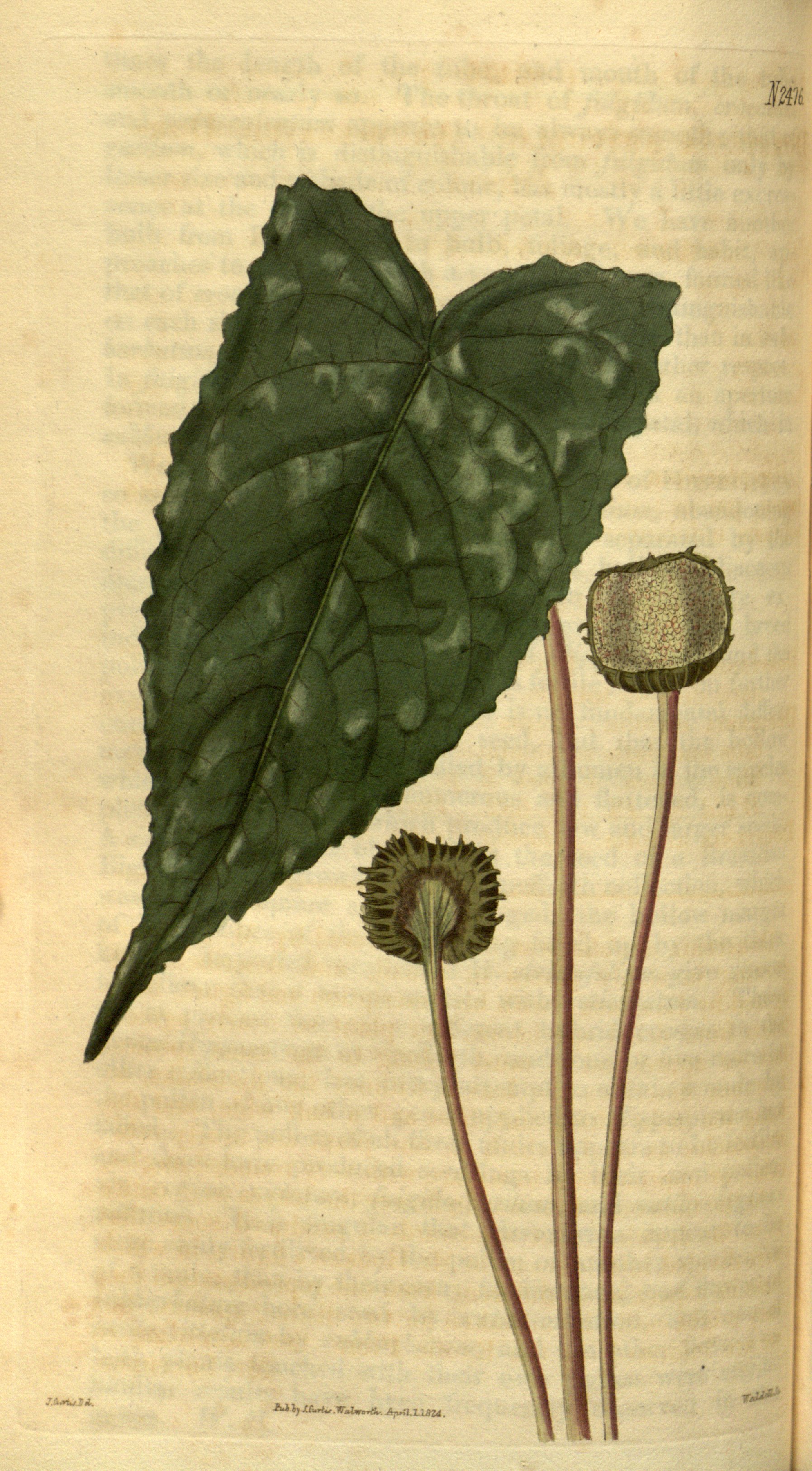 no full size  illustration available (3a)