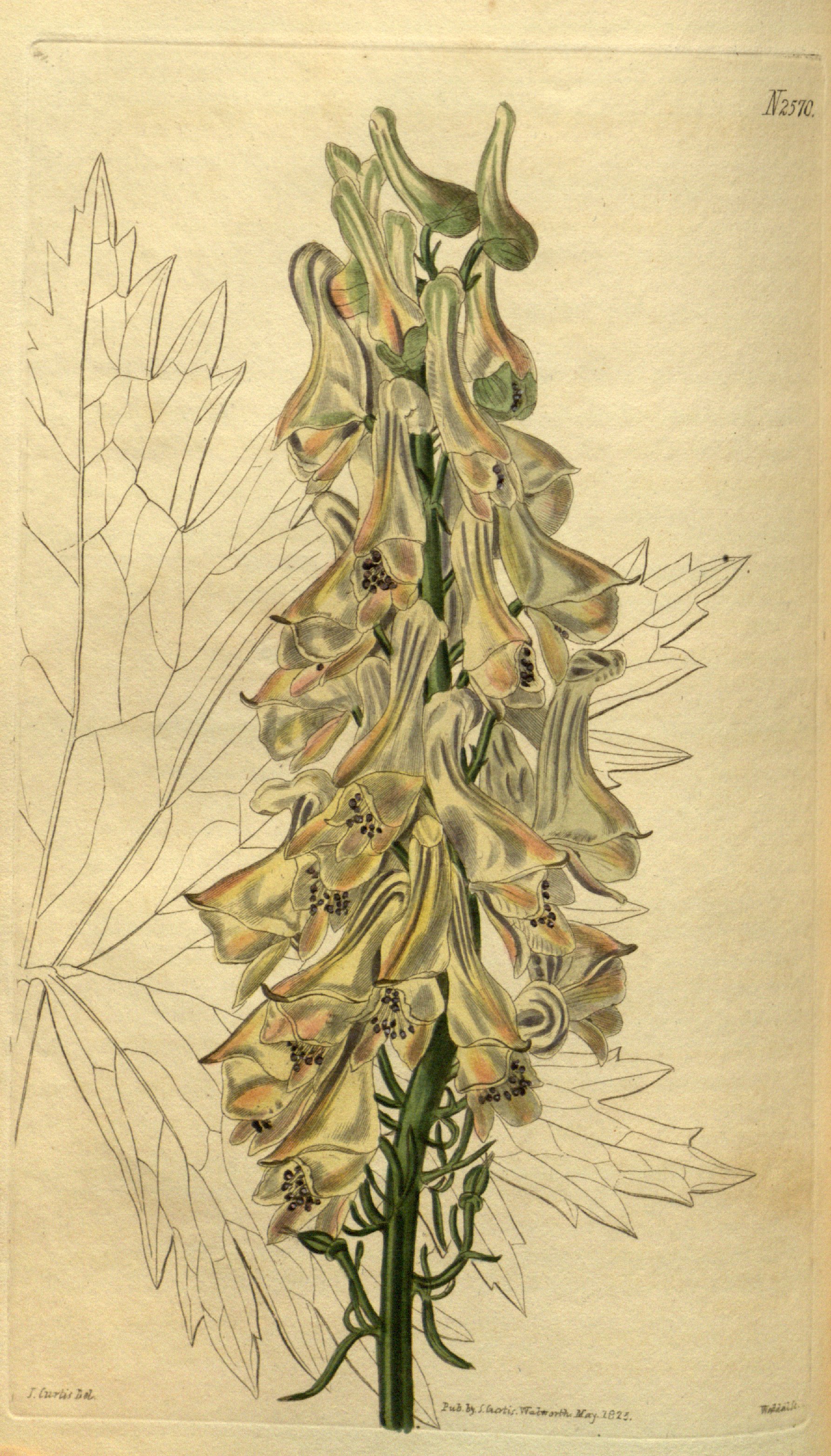 no full size  illustration available (3a)