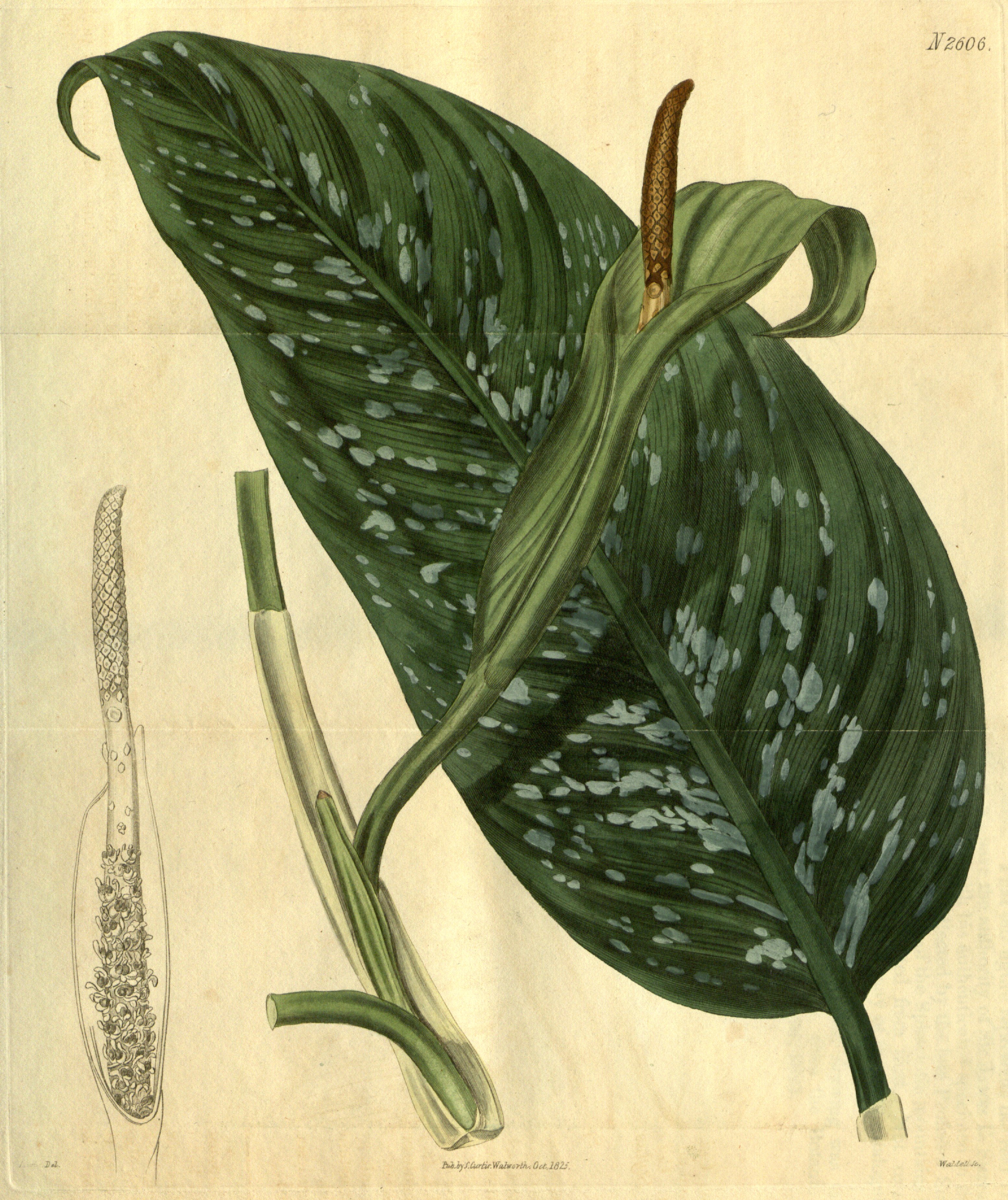 no full size  illustration available (3a)