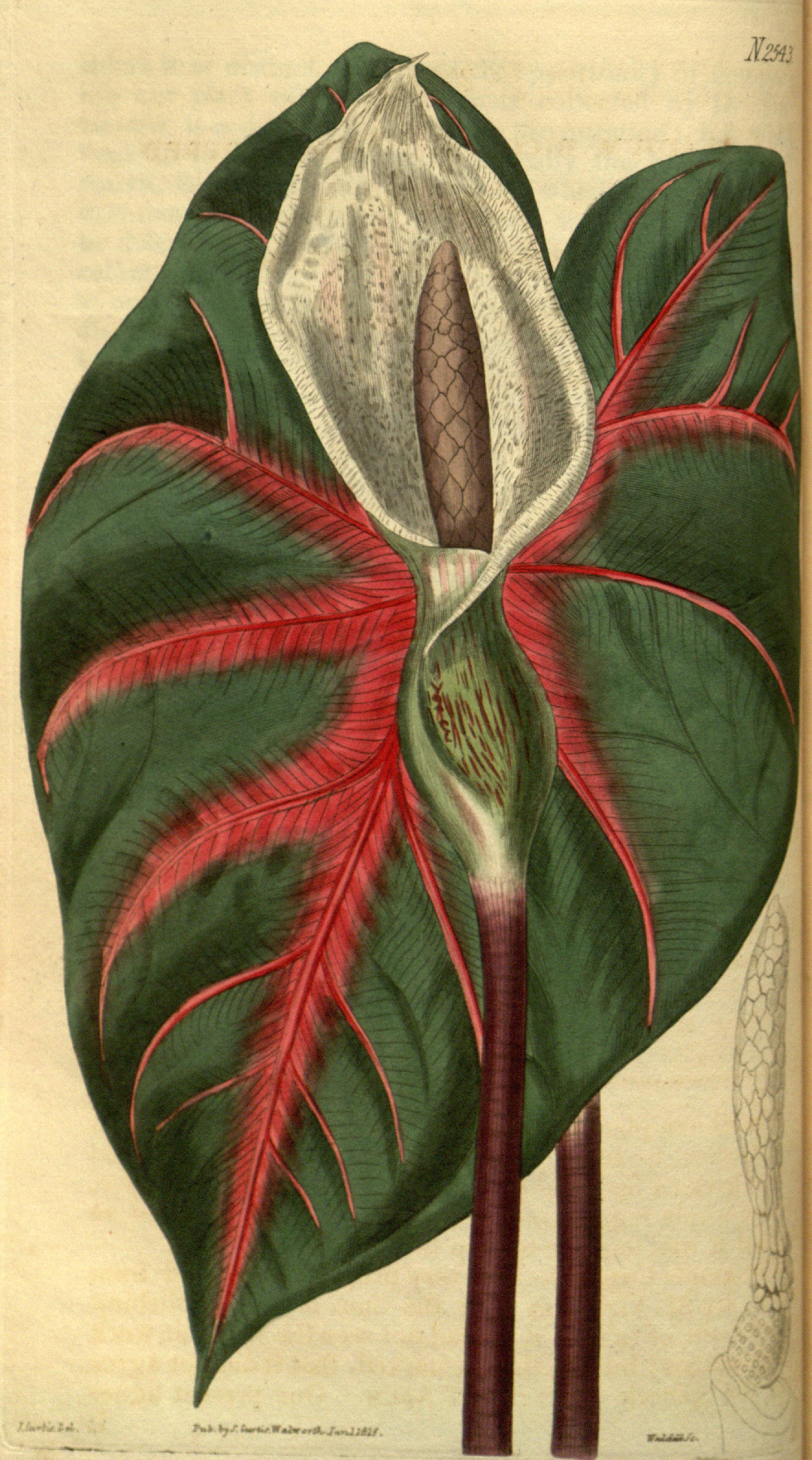 no full size  illustration available (3a)