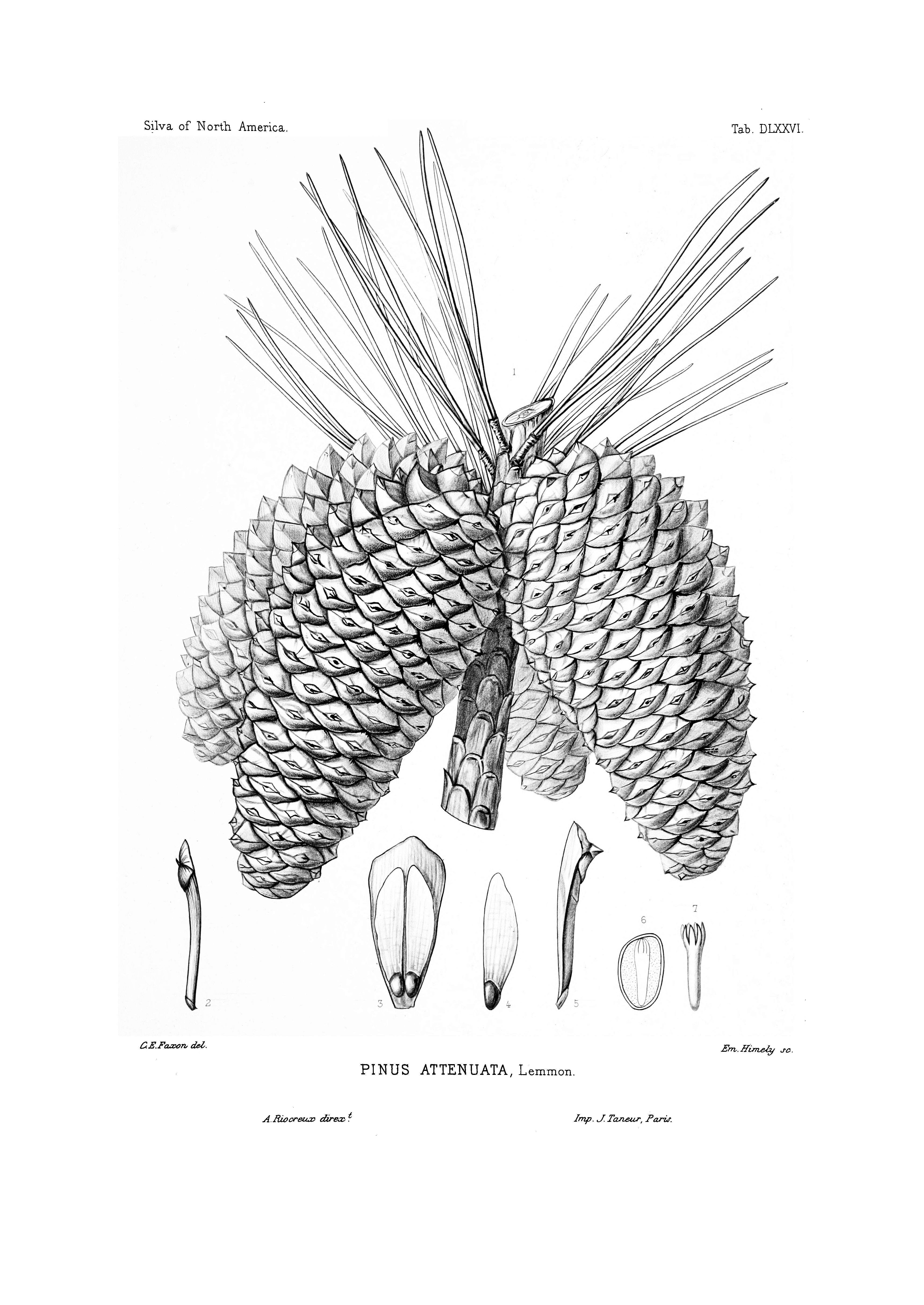 no full size  illustration available (3a)