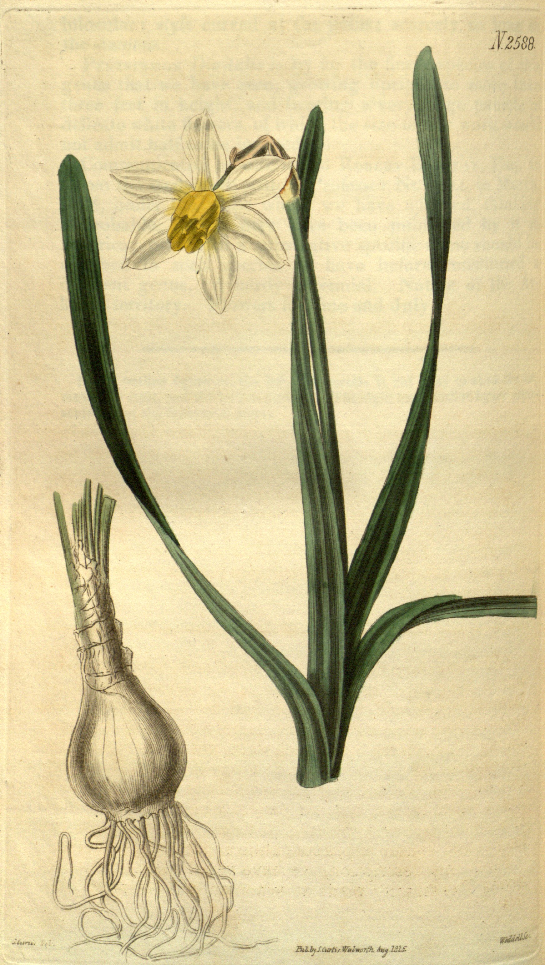 no full size  illustration available (3a)