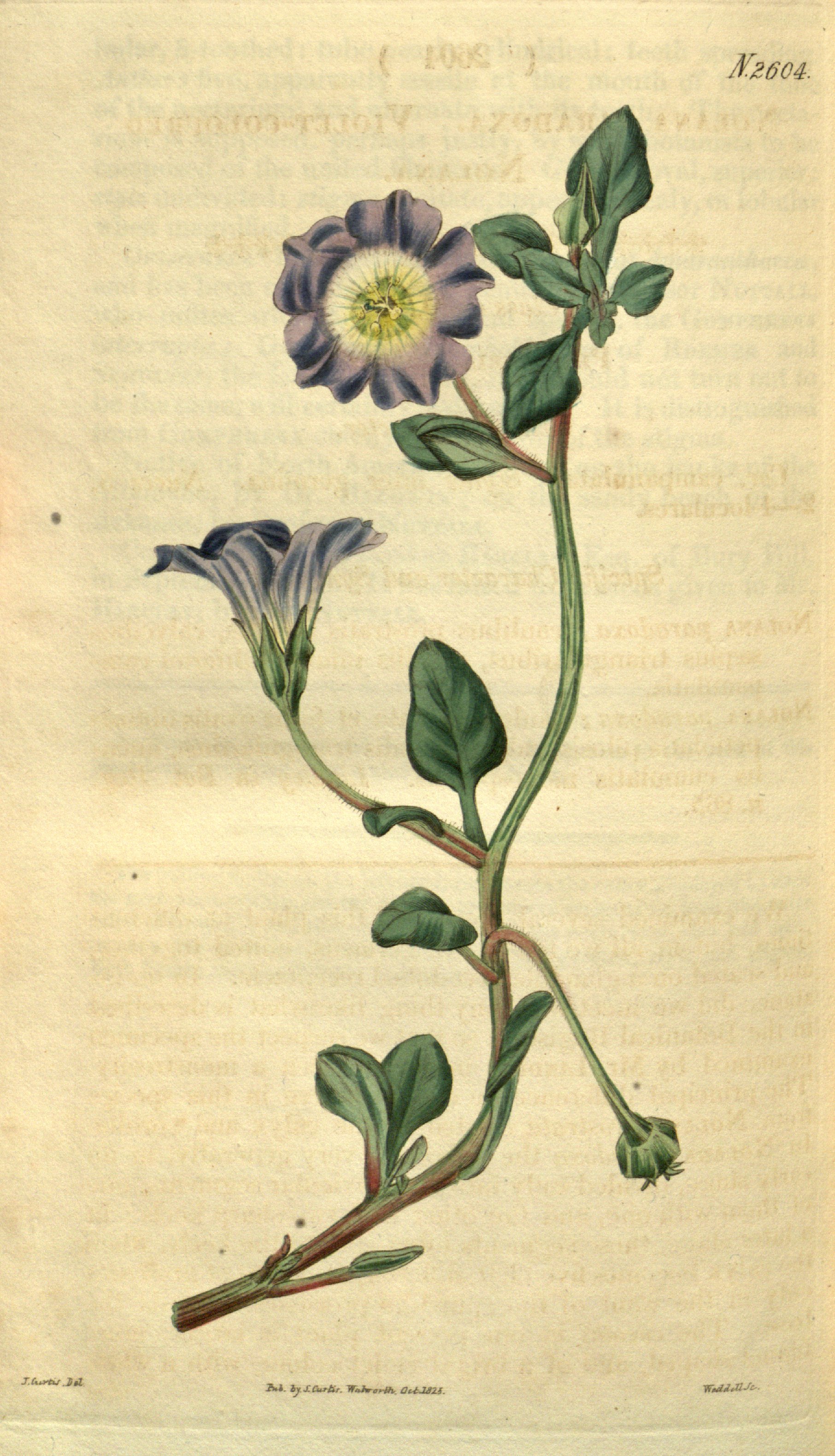 no full size  illustration available (3a)