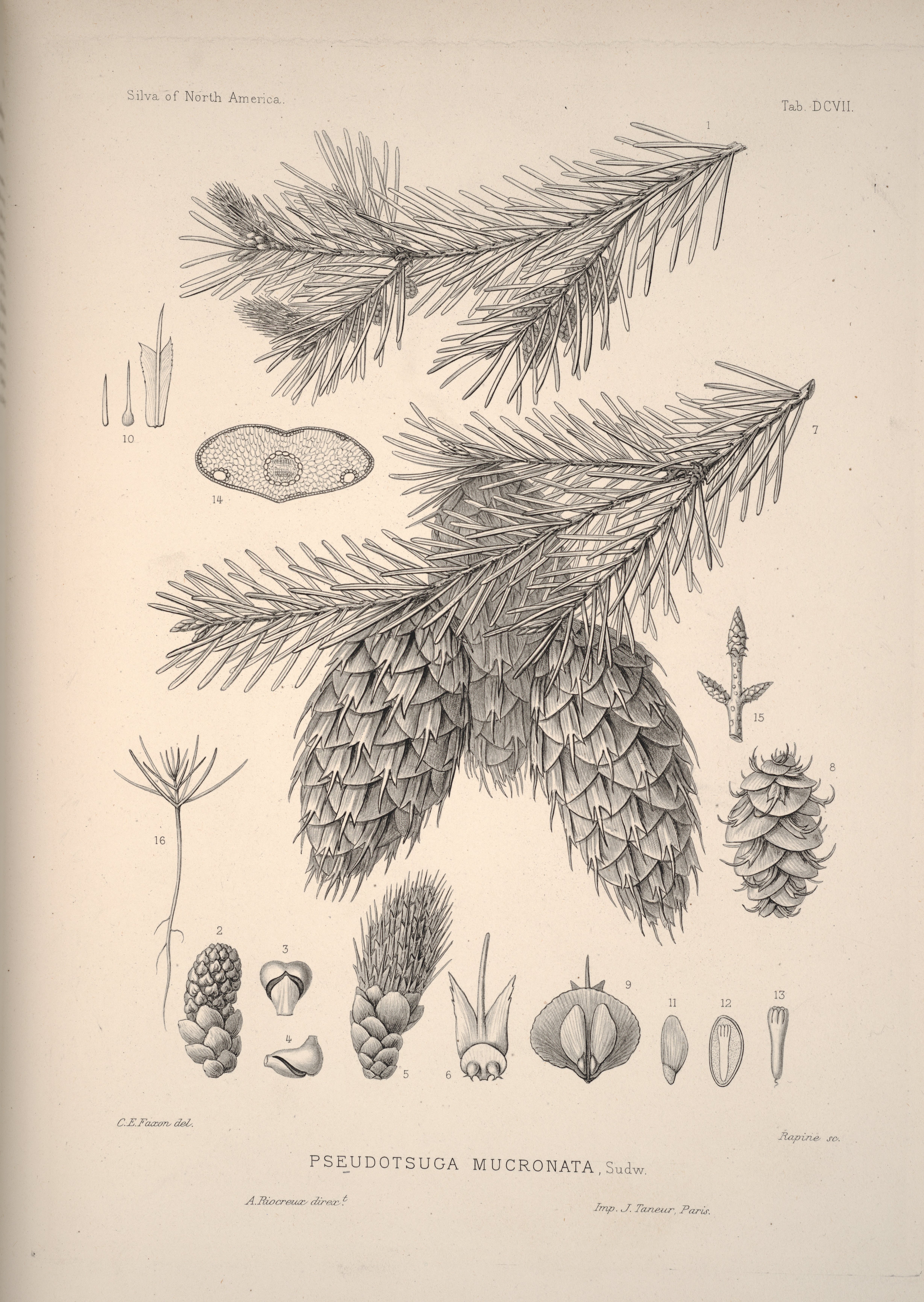 no full size  illustration available (3a)