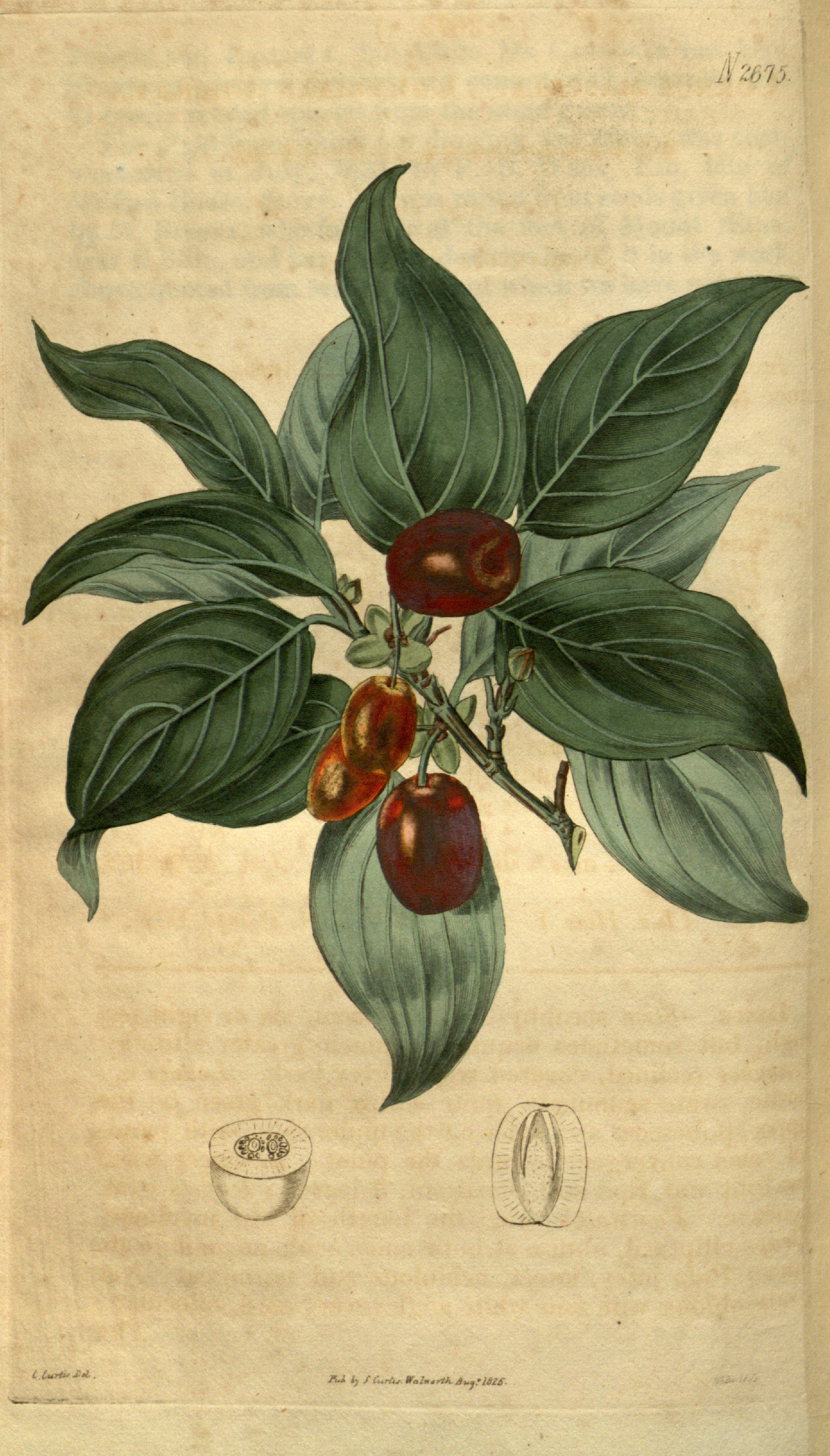 no full size  illustration available (3a)