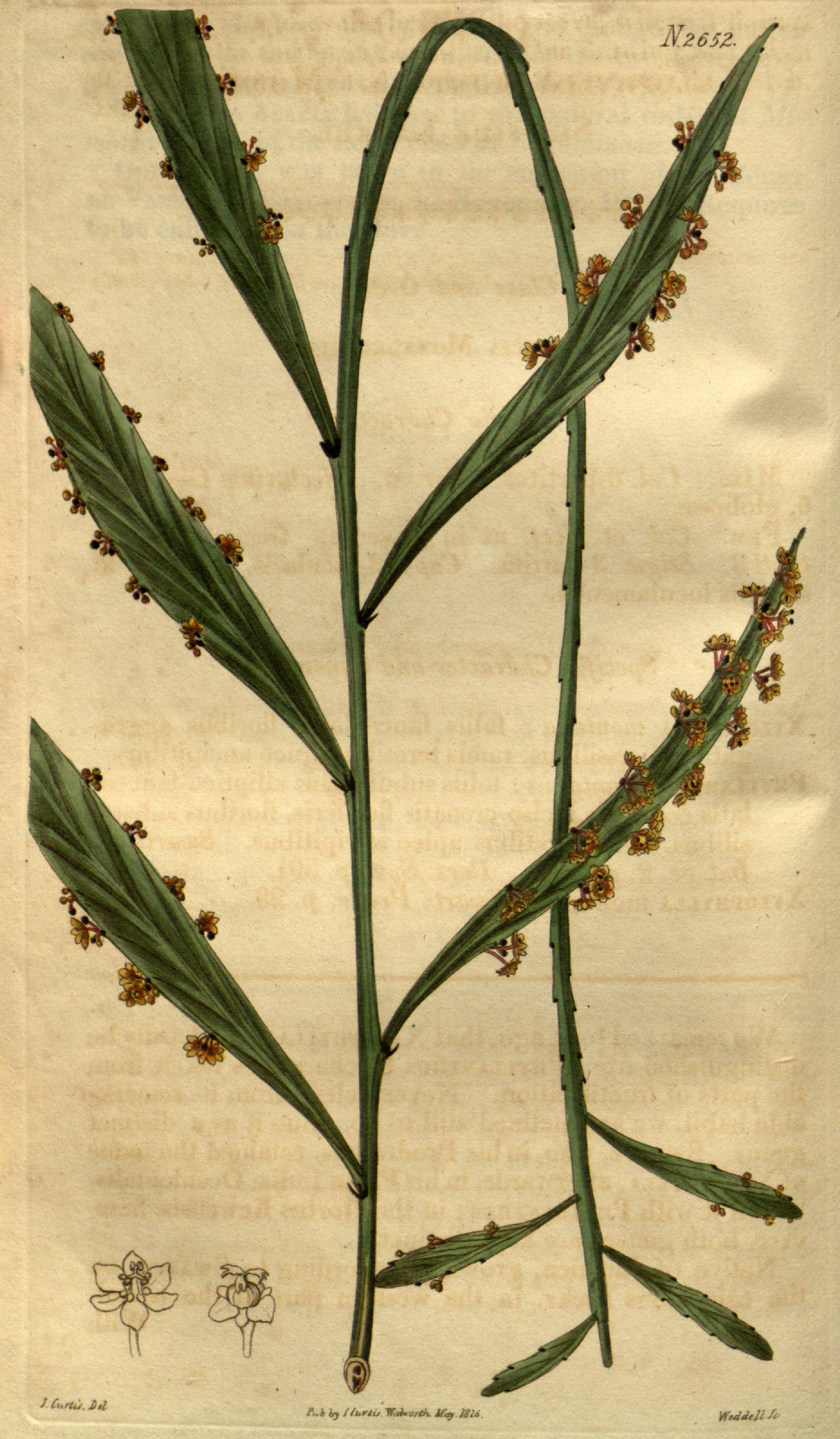 no full size  illustration available (3a)