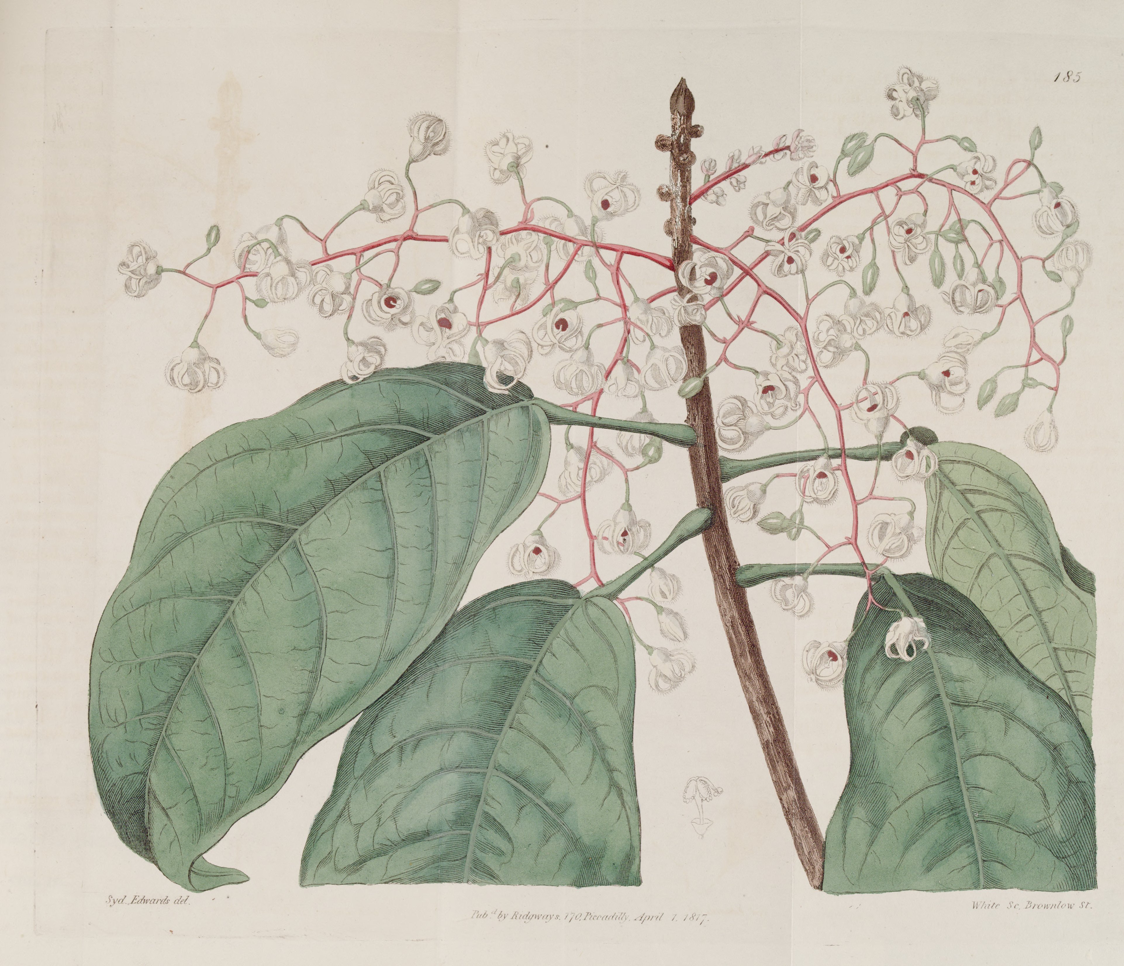 no full size  illustration available (3a)