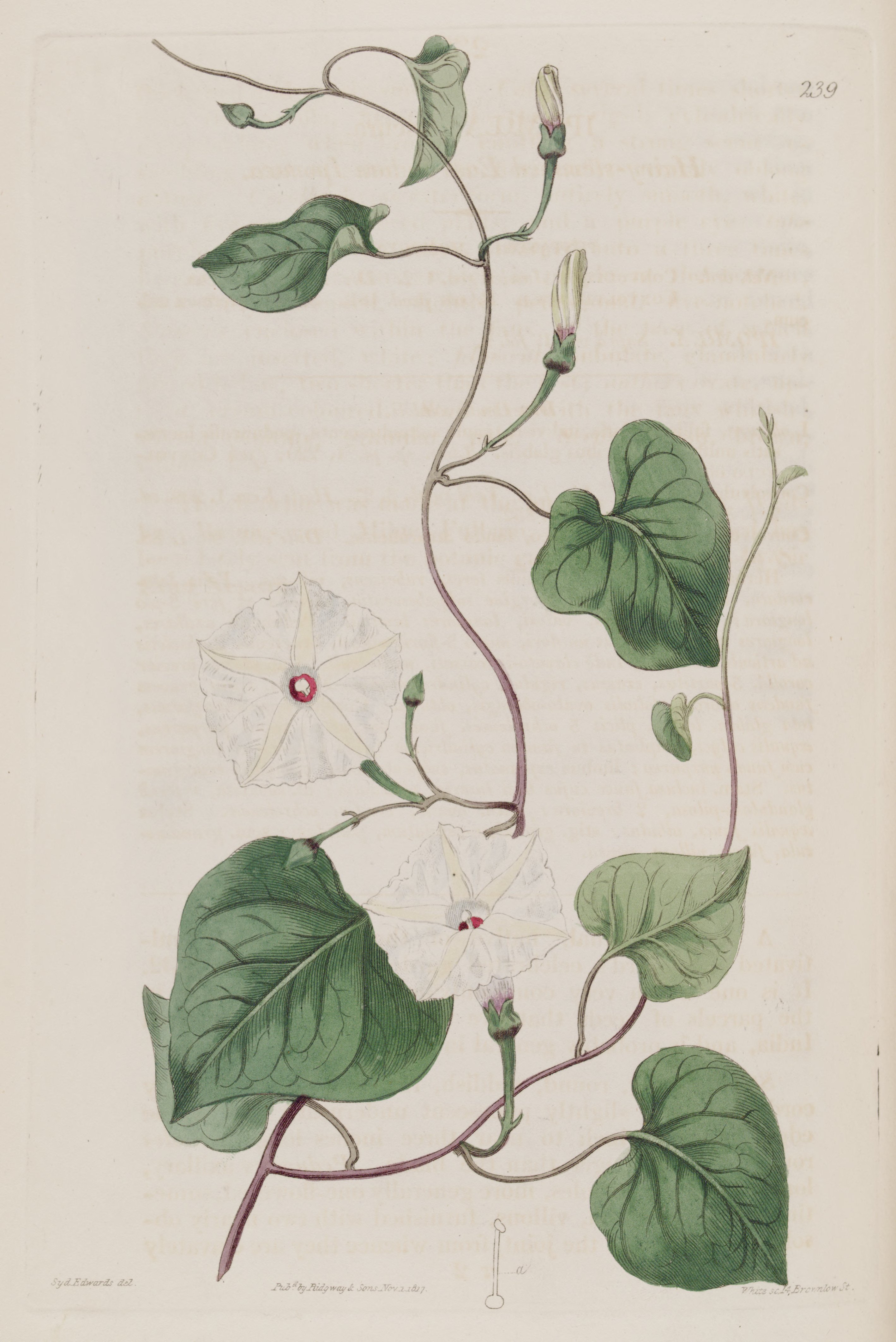 no full size  illustration available (3a)