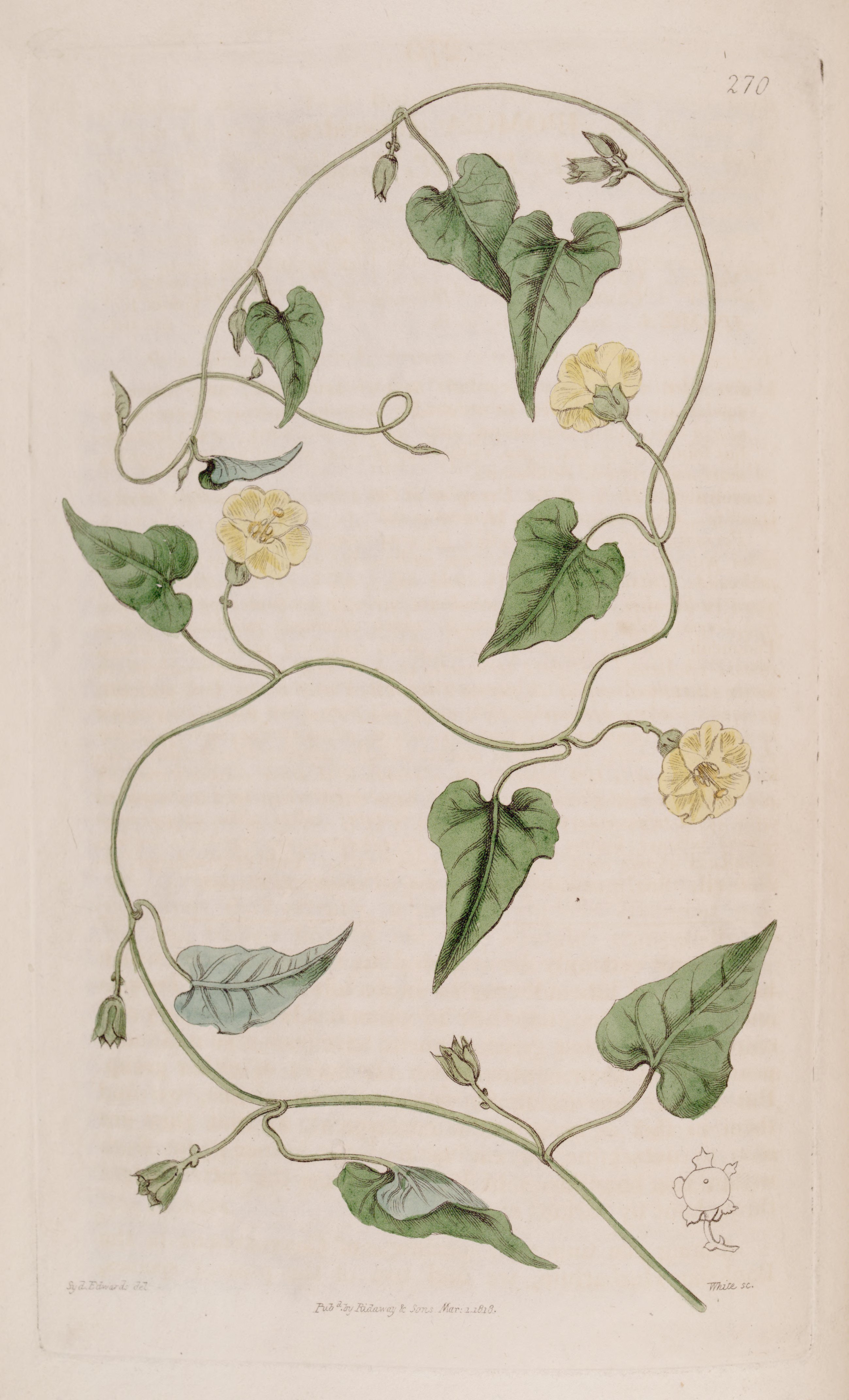 no full size  illustration available (3a)