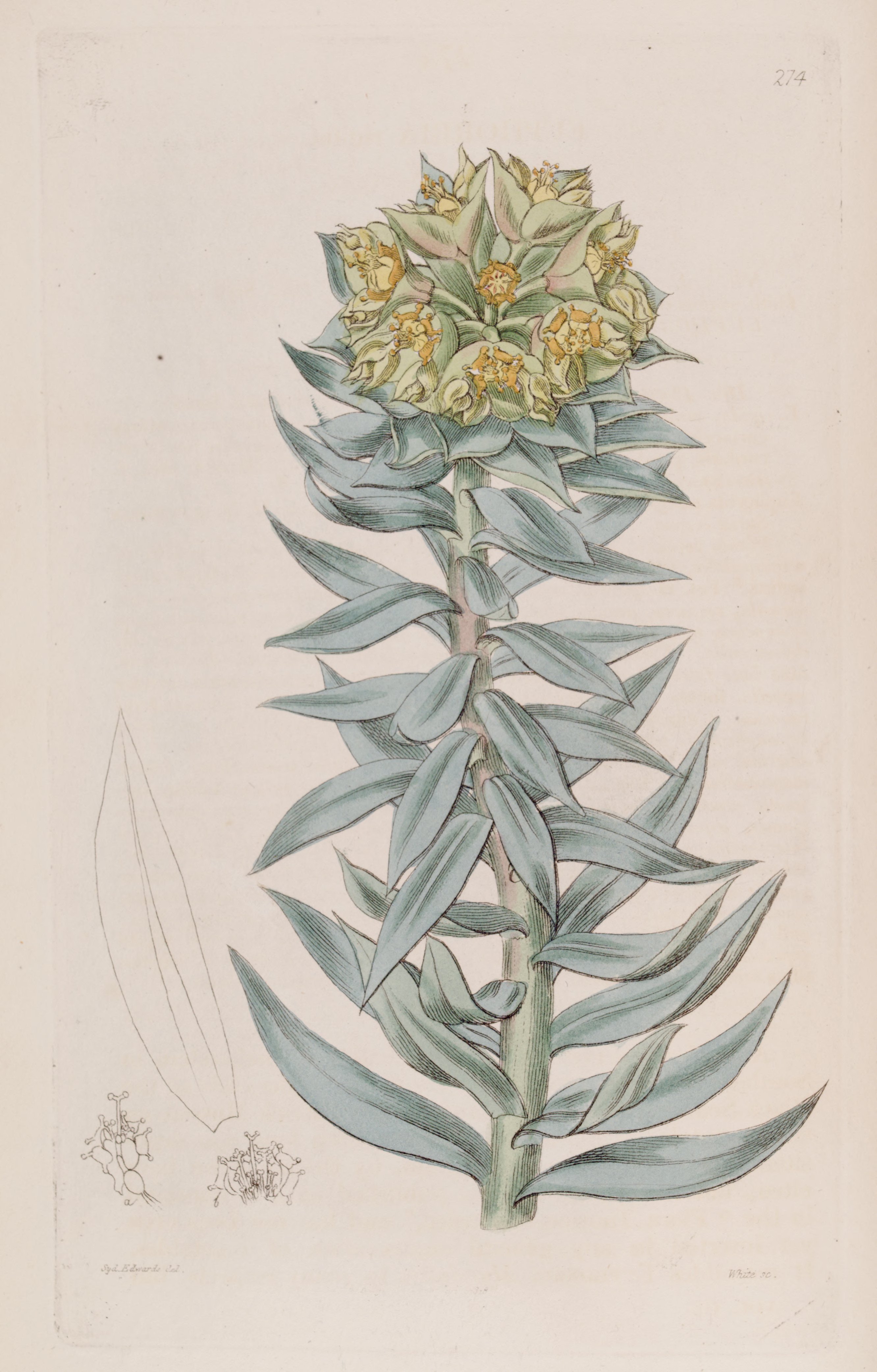 no full size  illustration available (3a)