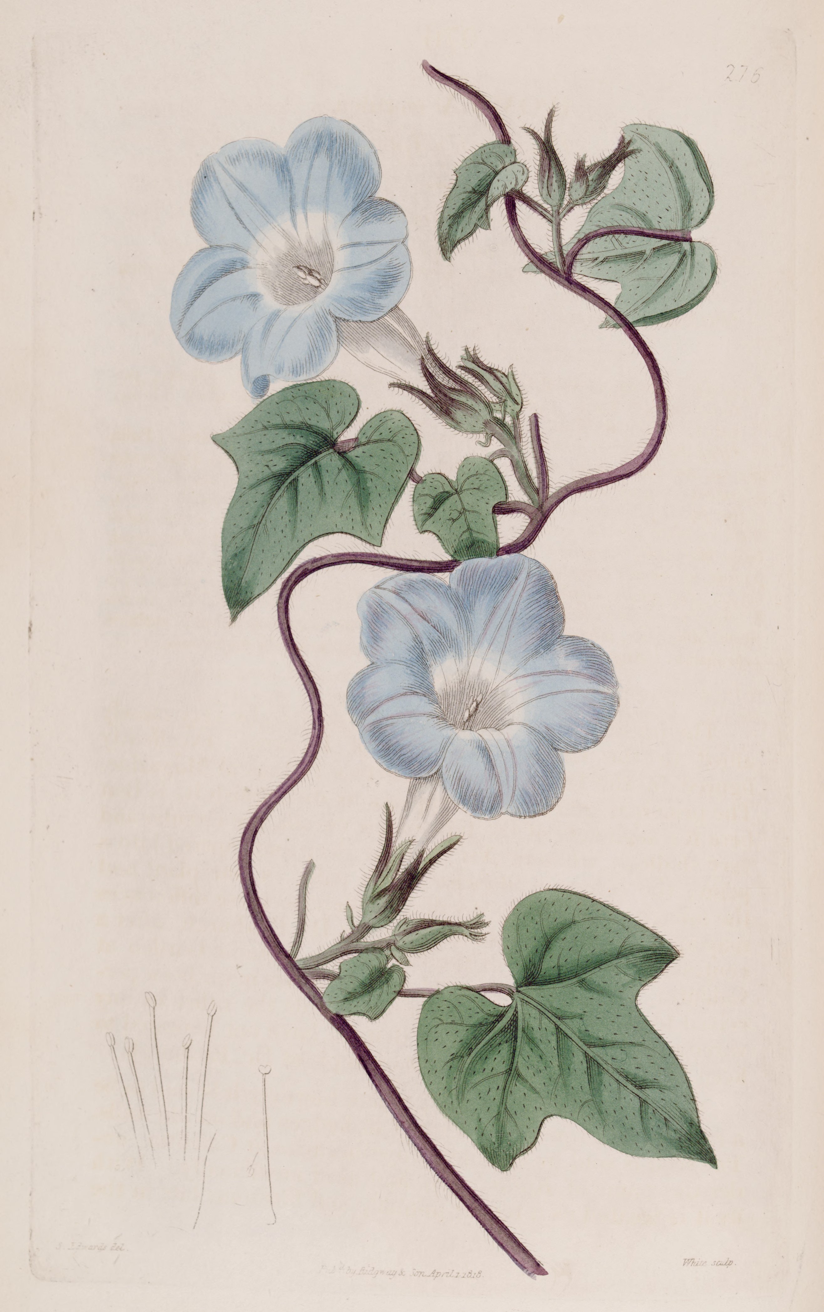 no full size  illustration available (3a)