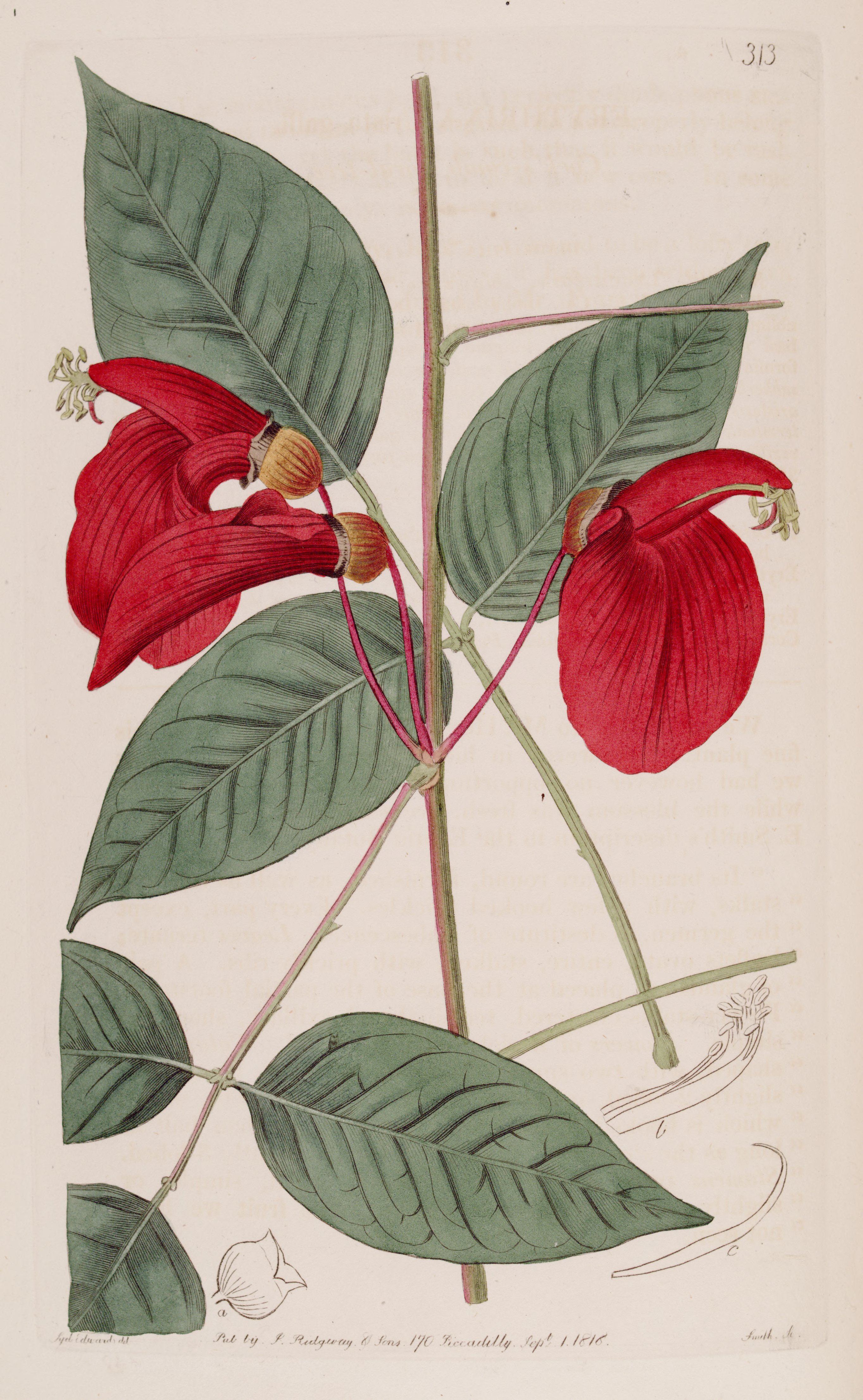 no full size  illustration available (3a)